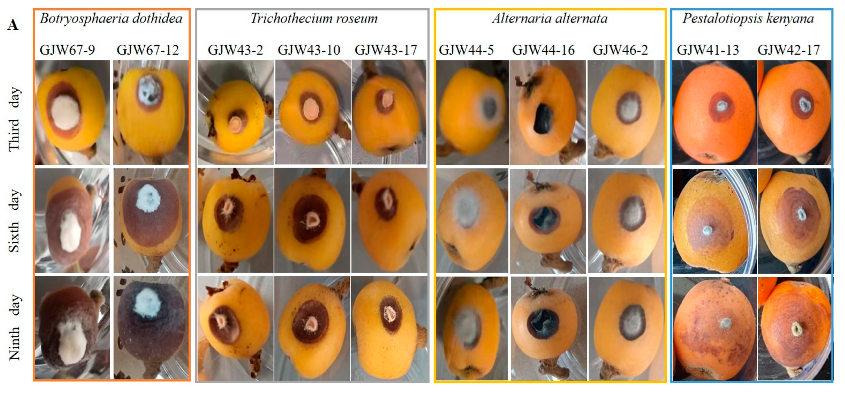 Plants 14 03201 g004a