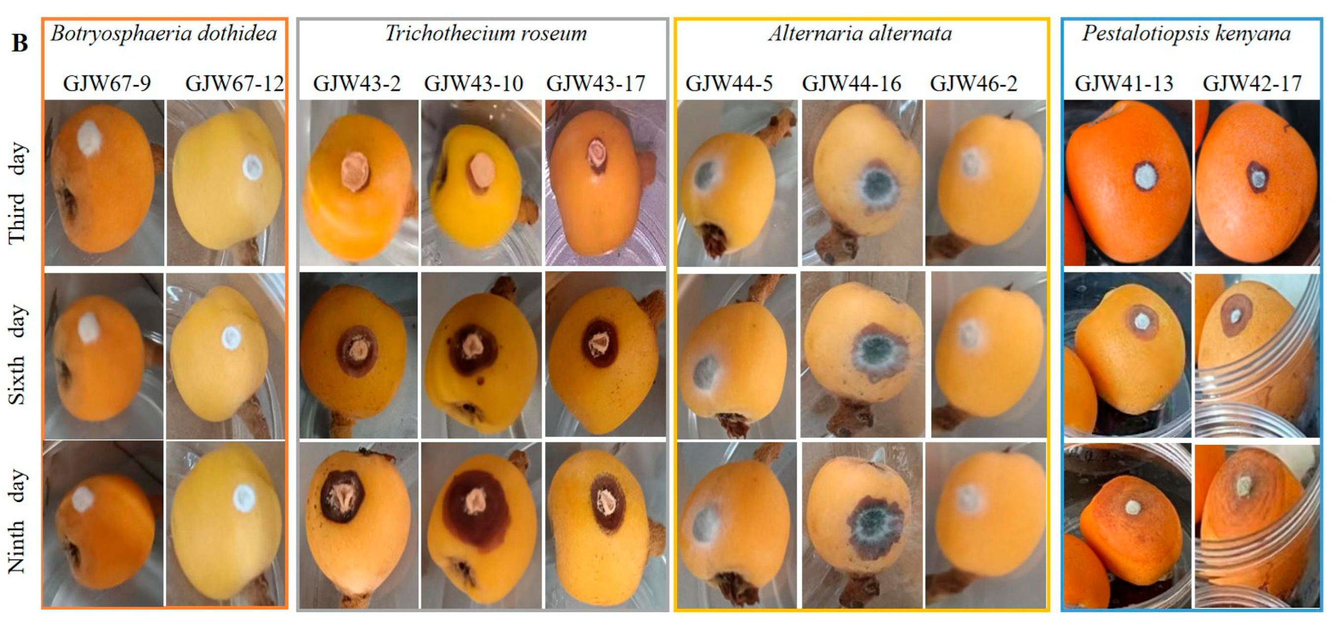 Plants 14 03201 g004b