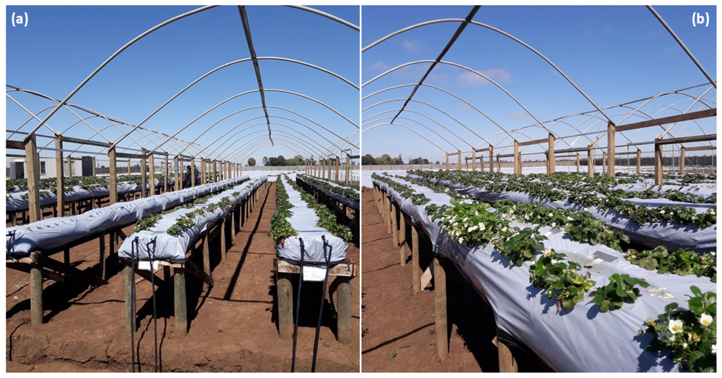 Plants 14 03205 g005 Plants 14 03205 g005