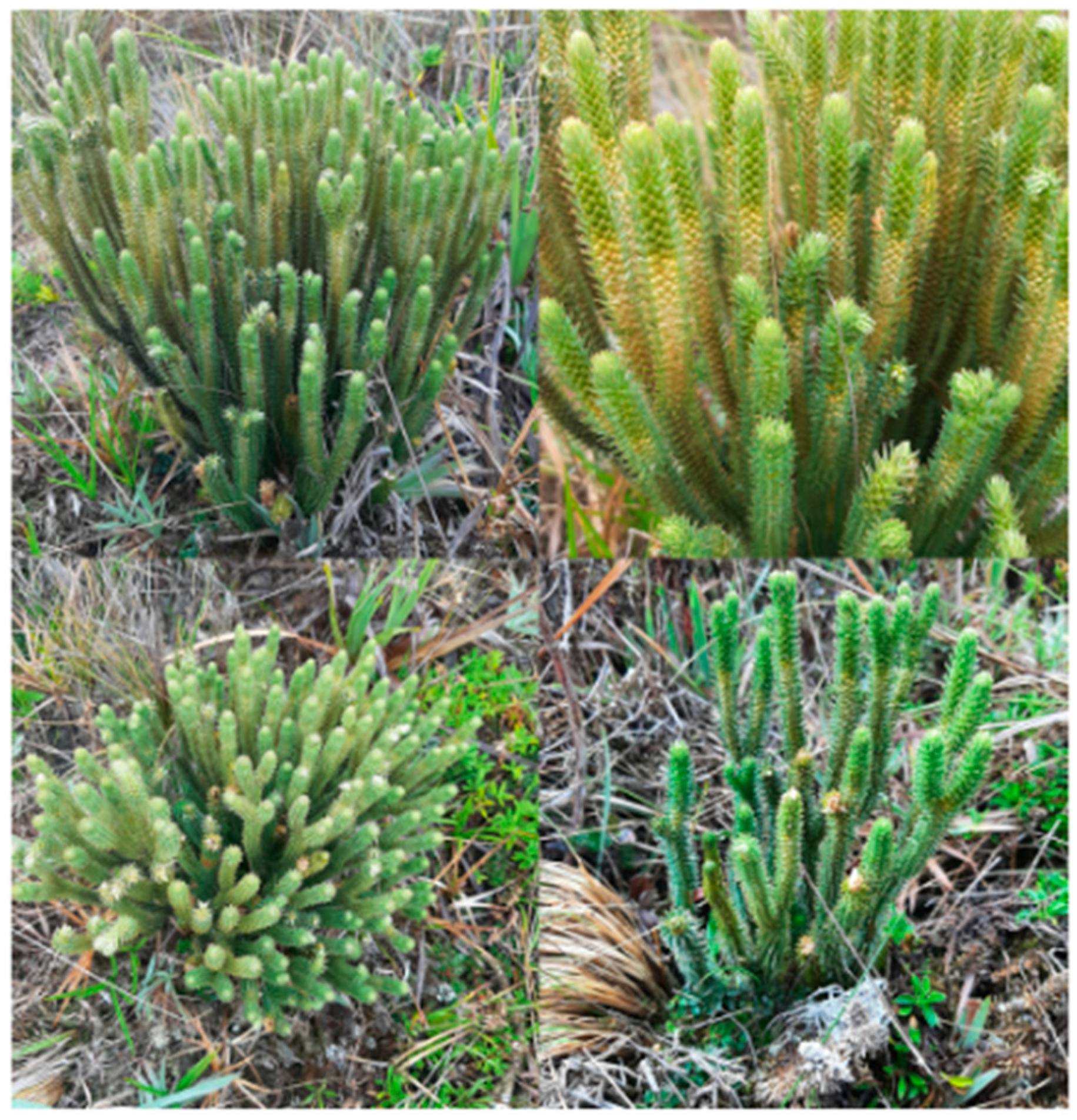 Plants 14 03220 g002