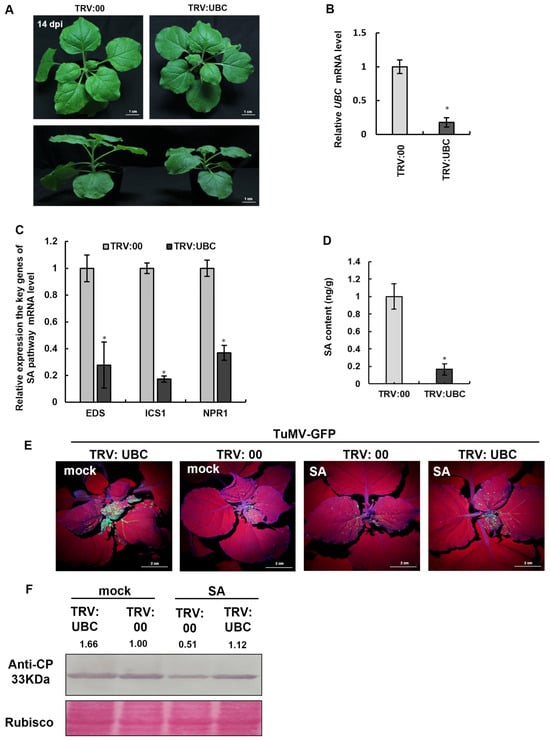 Plants 14 03234 g004