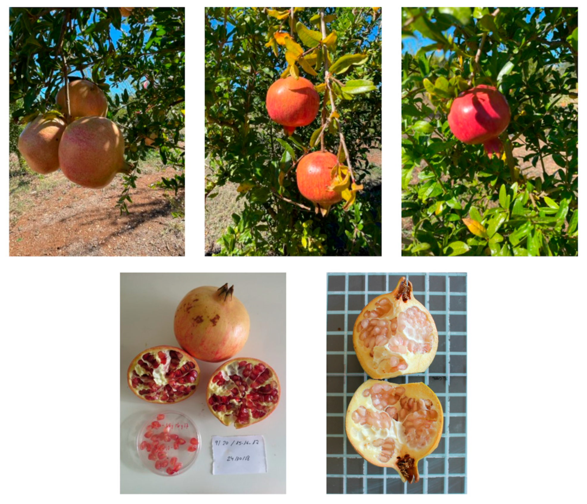 Plants 14 03239 g002