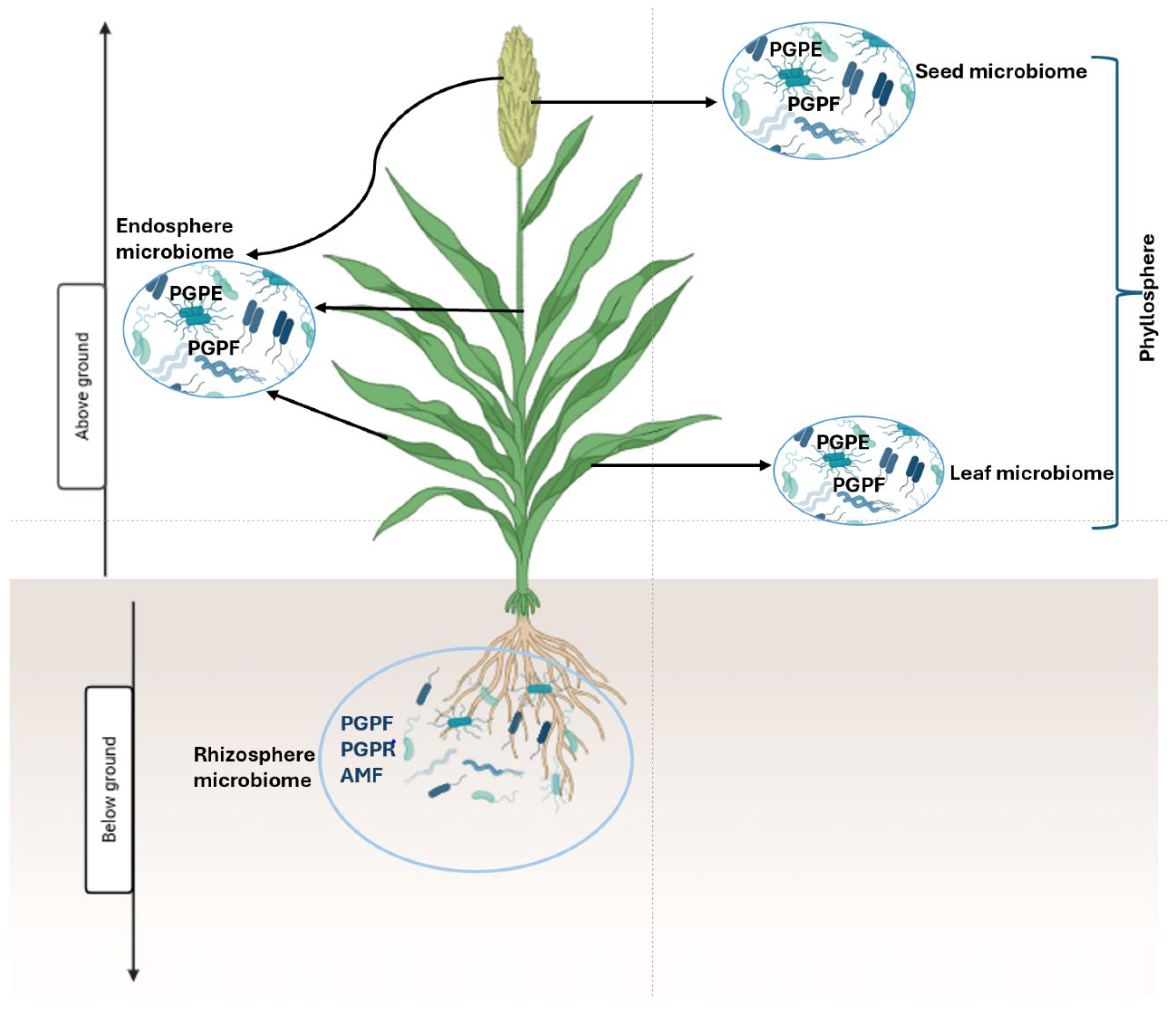 Plants 14 03242 g001
