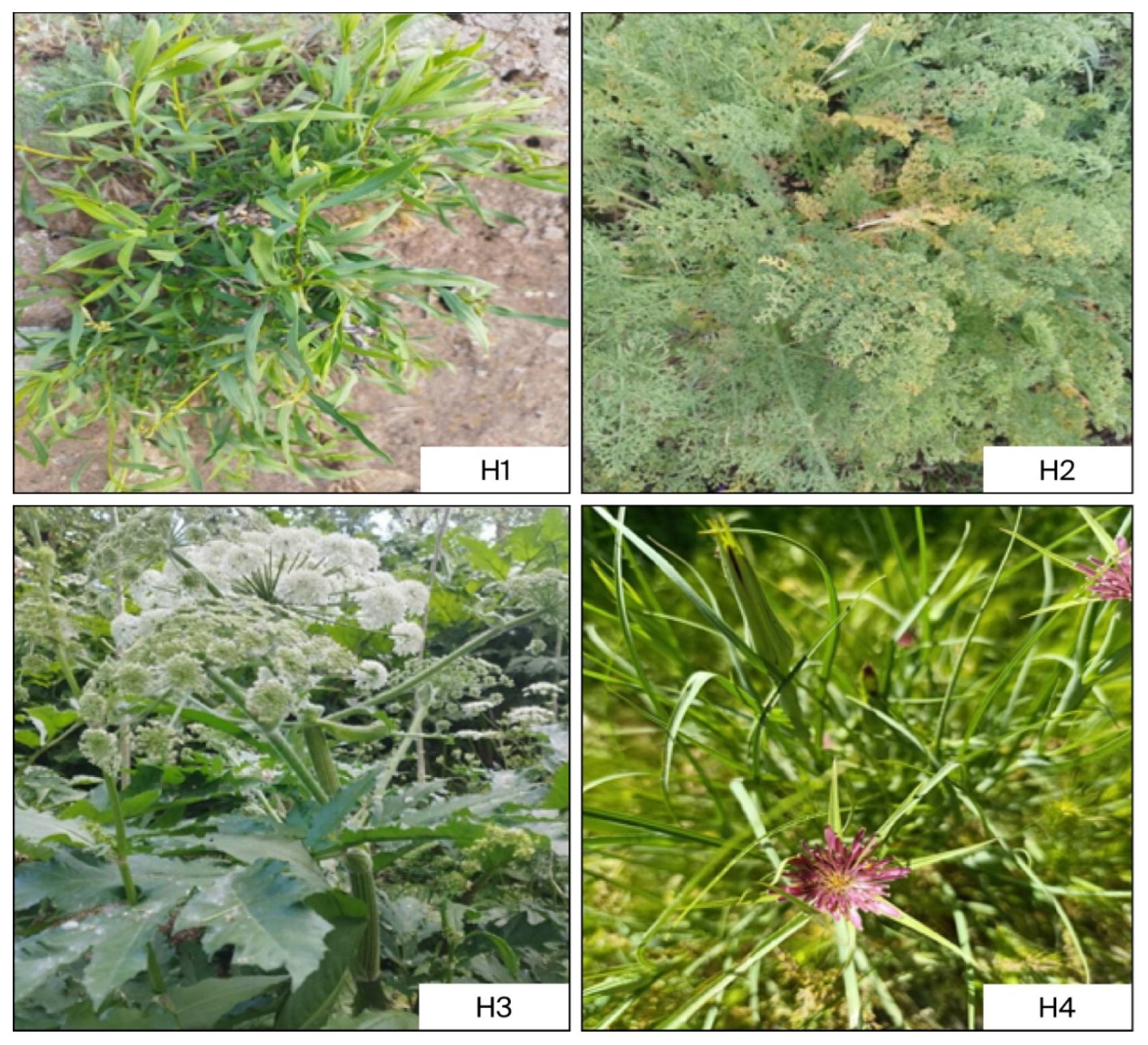 Plants 14 03243 g002 Plants 14 03243 g002