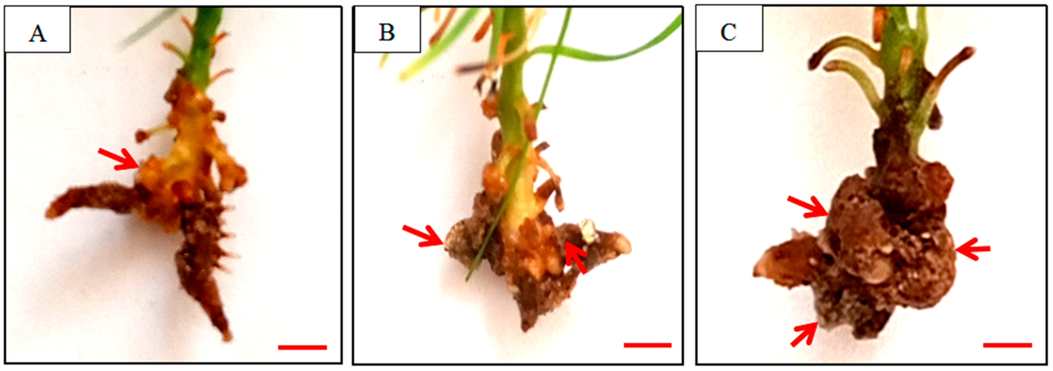 Plants 14 03246 g001