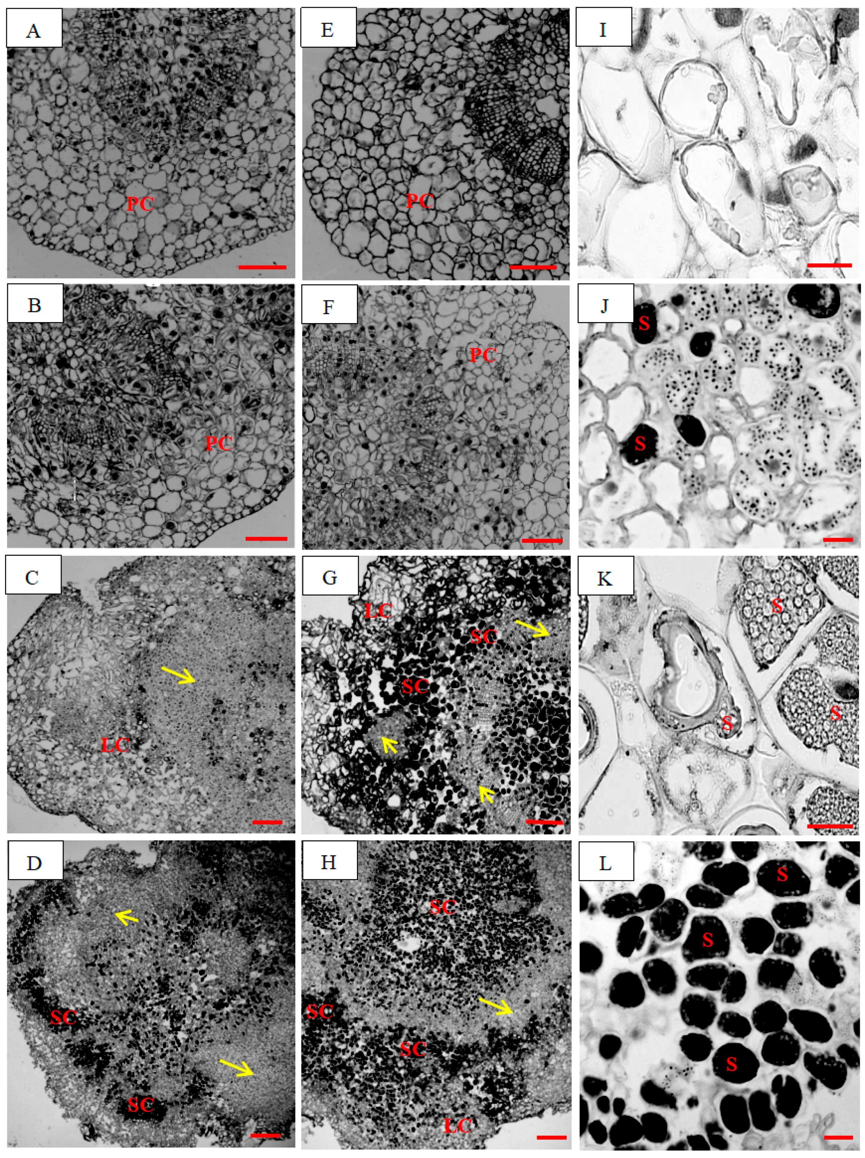 Plants 14 03246 g003