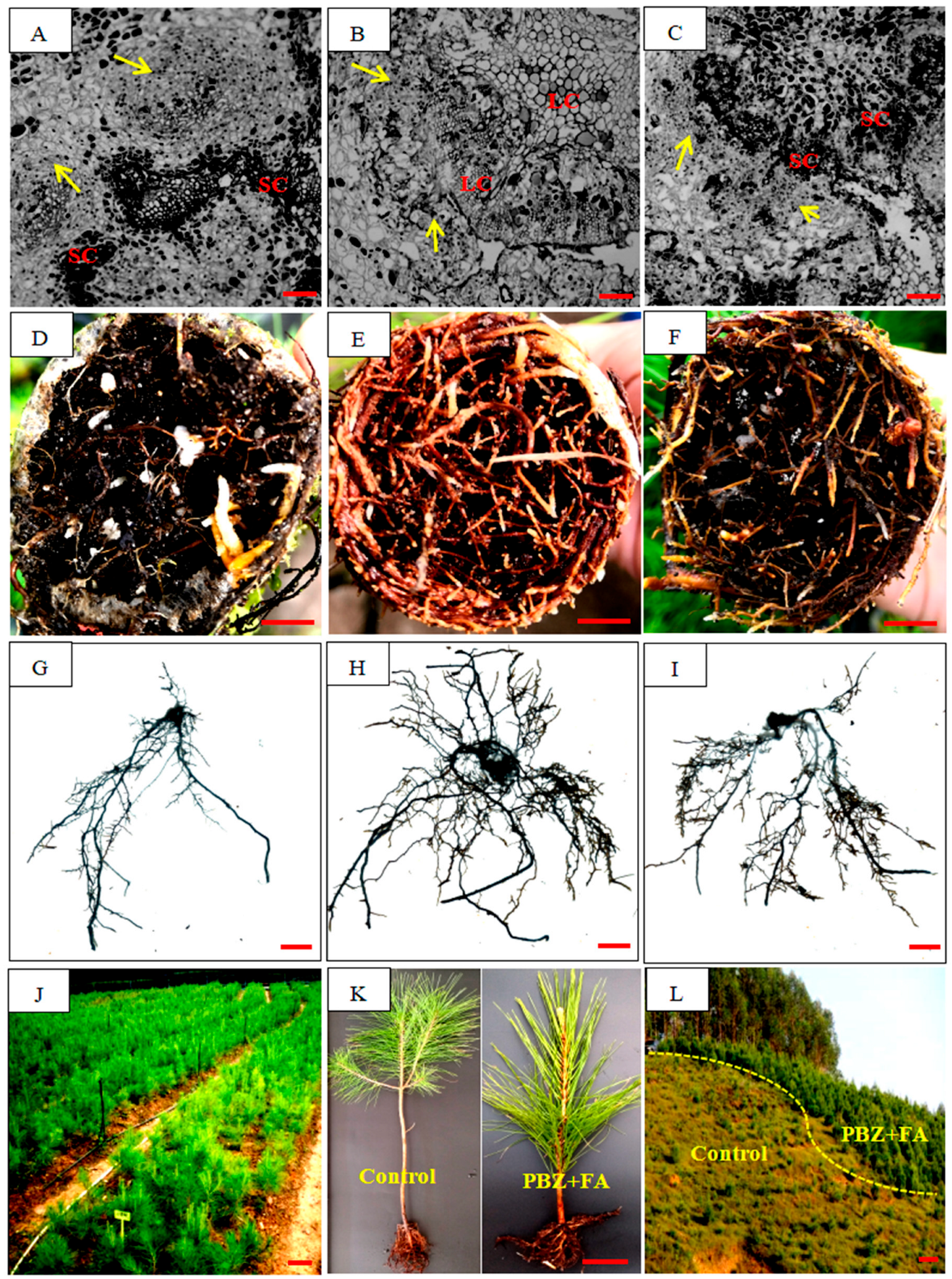 Plants 14 03246 g007