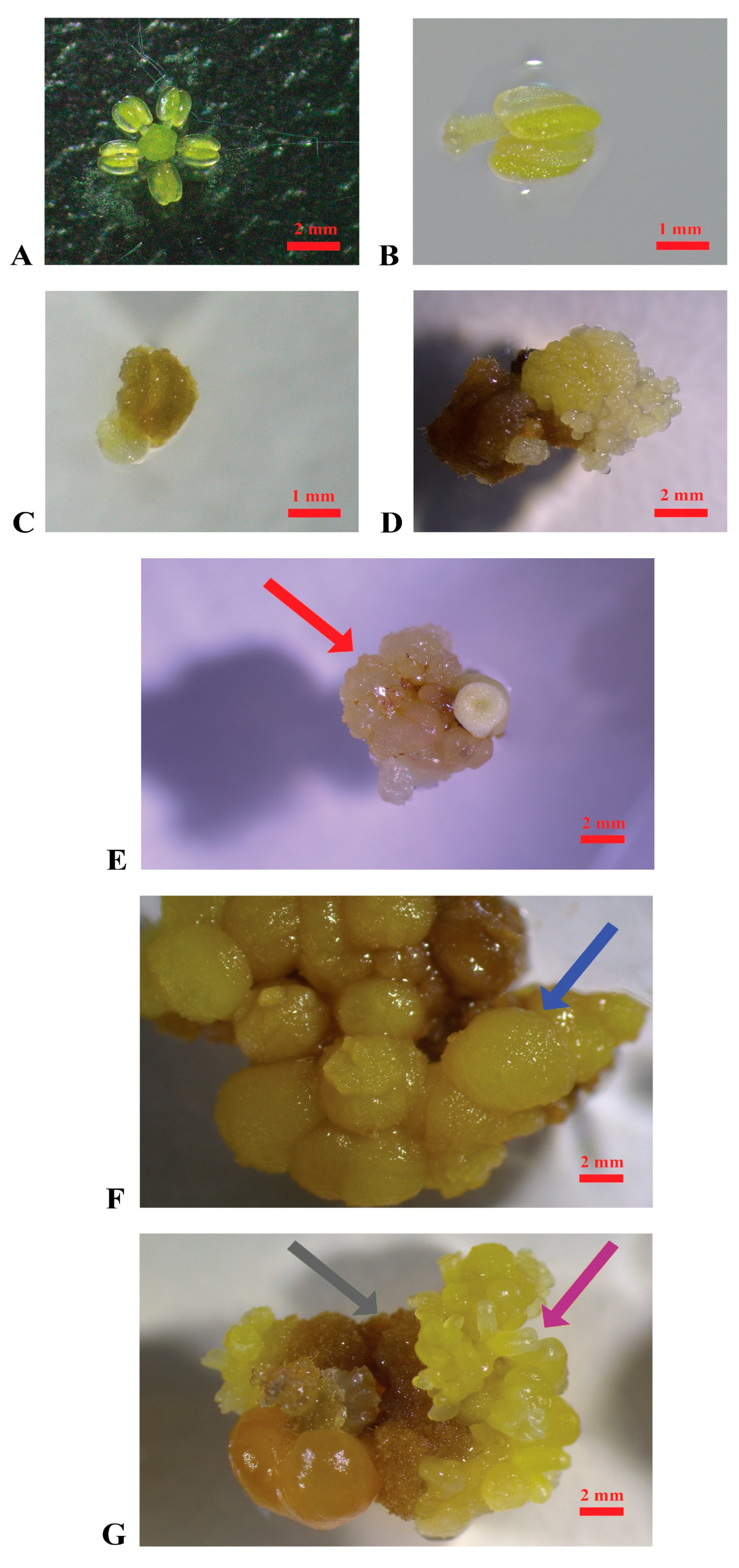 Plants 14 03262 g001