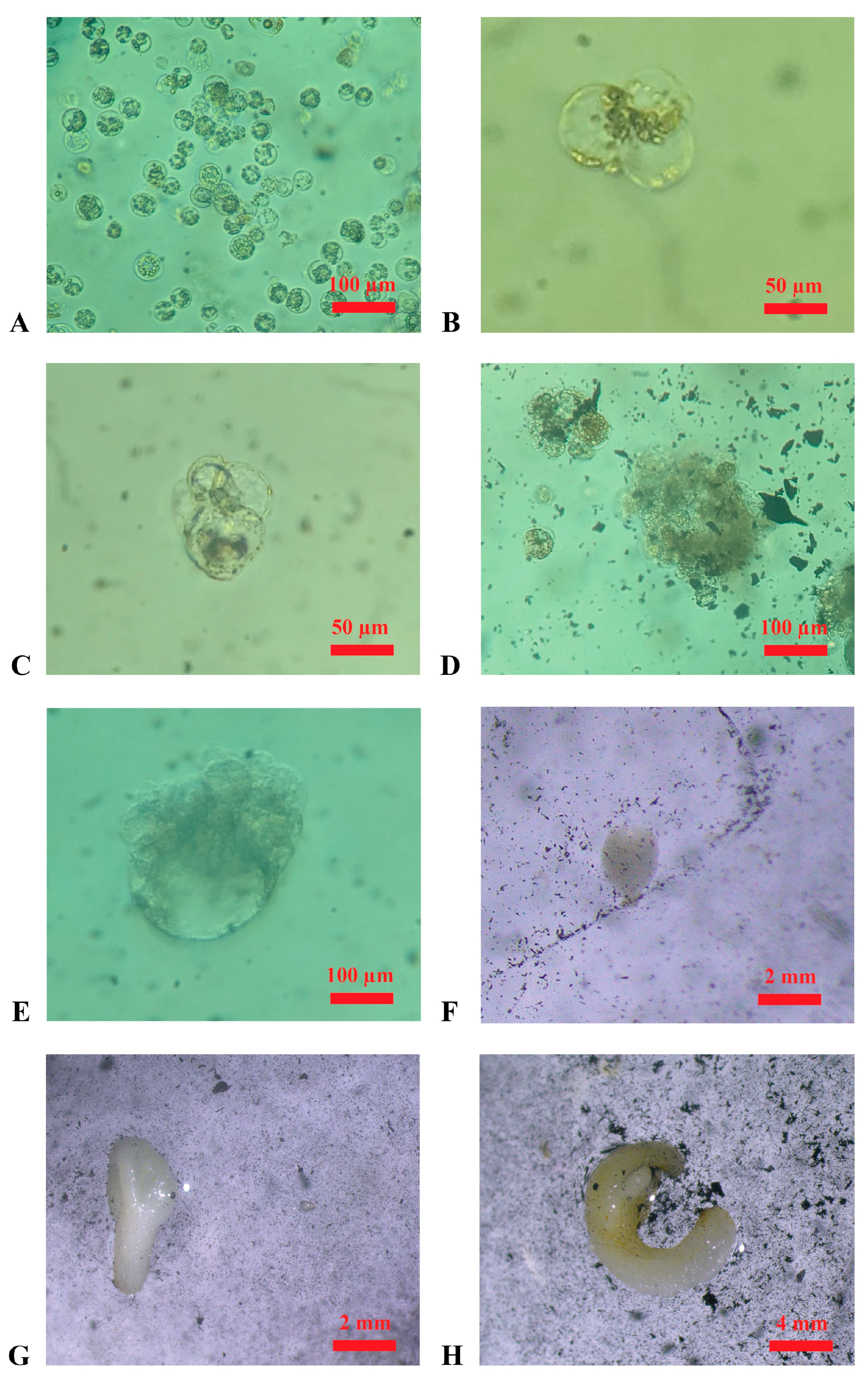 Plants 14 03262 g003