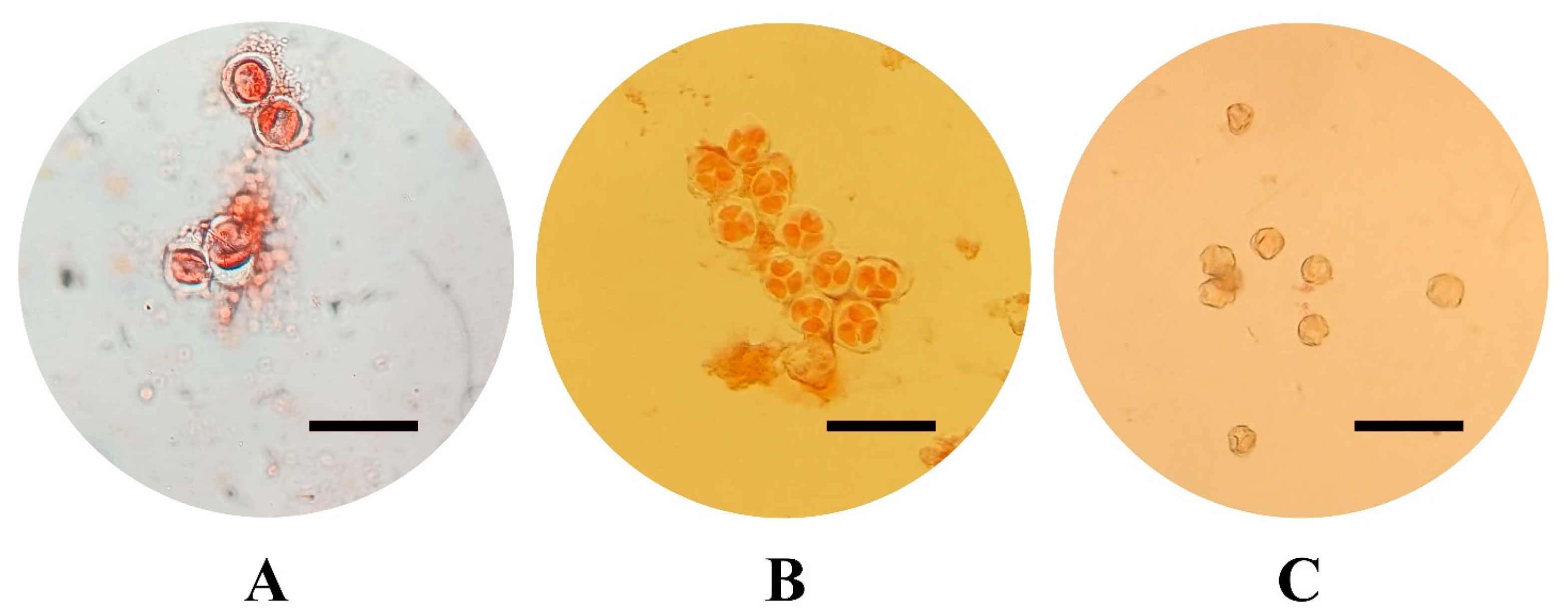 Plants 14 03262 g004