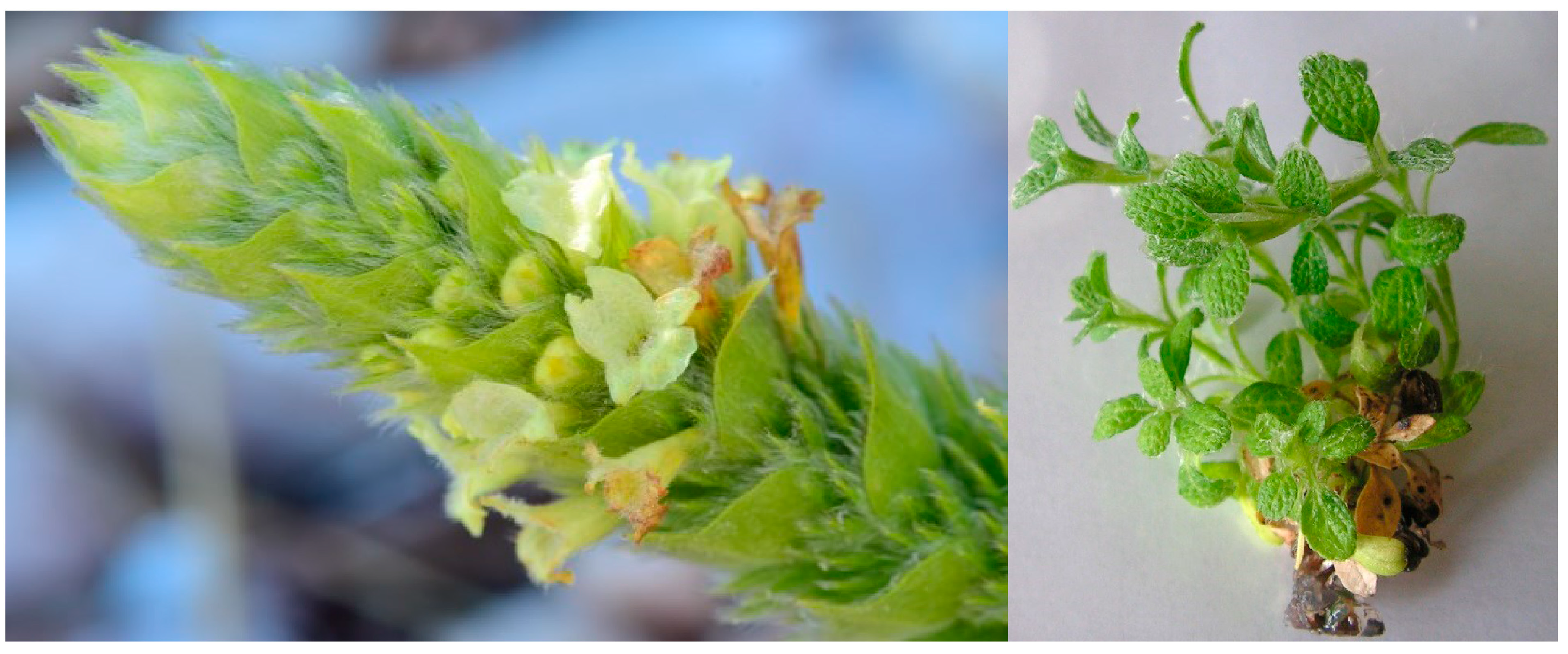 Plants 14 03263 g014 Plants 14 03263 g014