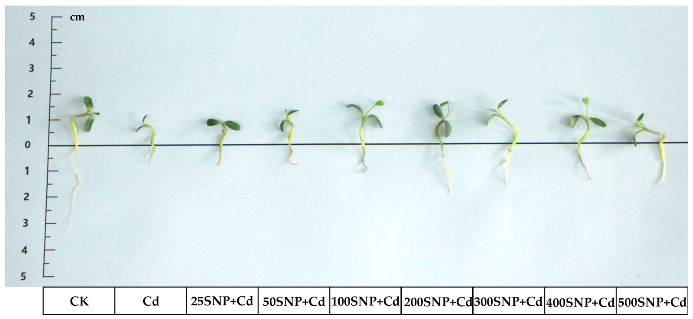 Plants 14 03264 g001