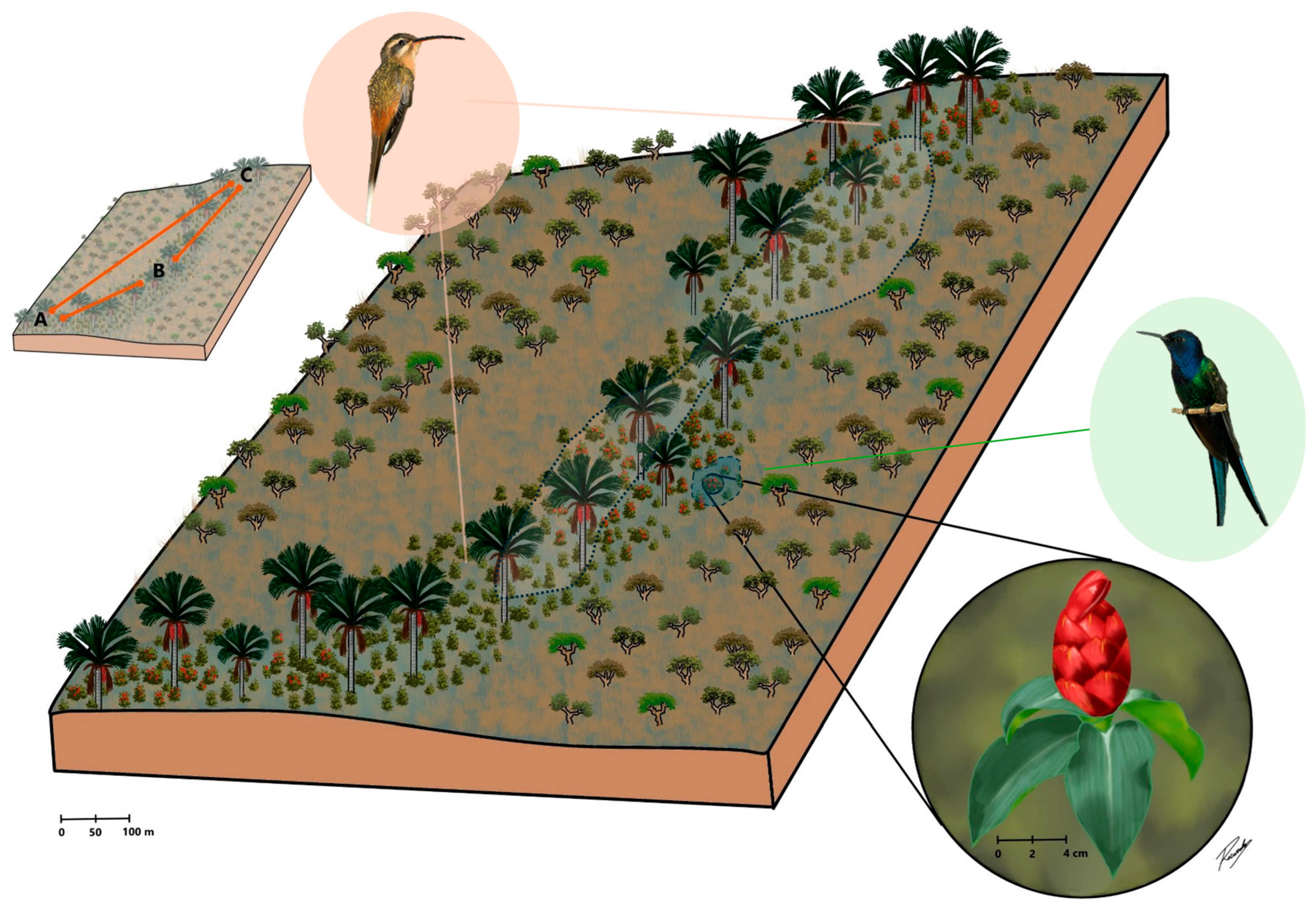 Plants 14 03266 g001