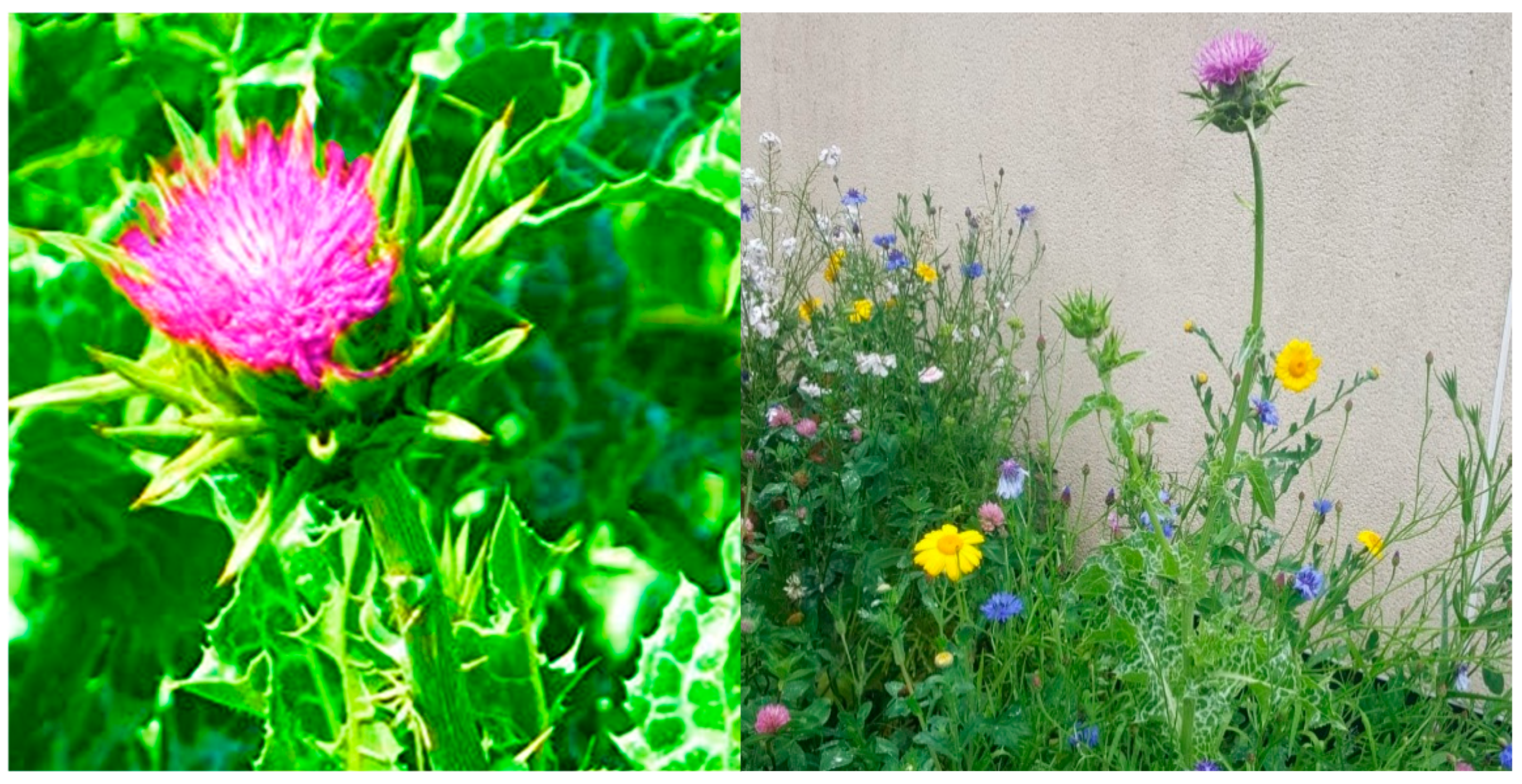 Plants 14 03267 g001