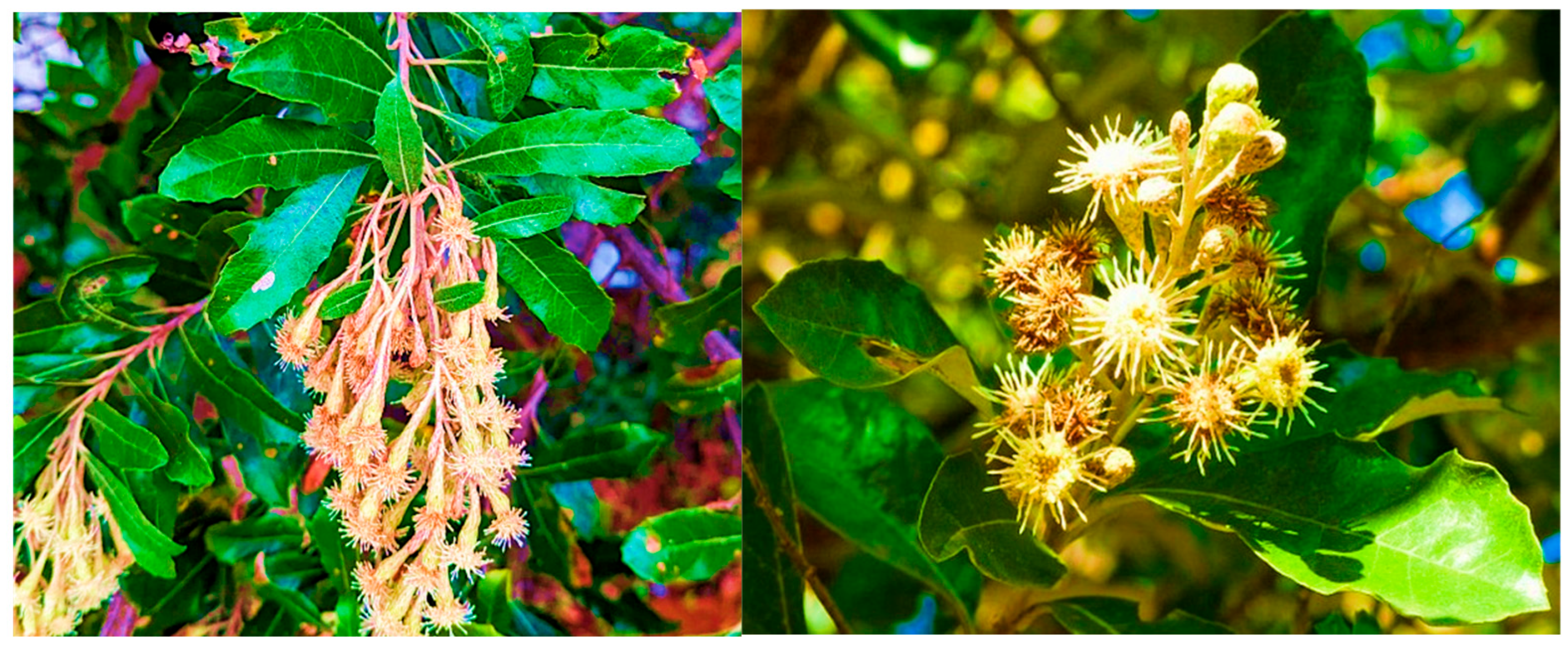 Plants 14 03267 g003