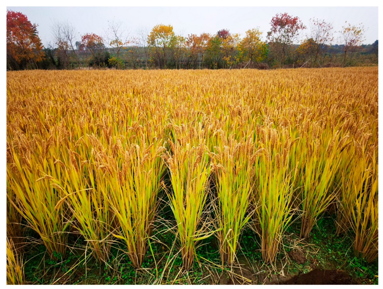 Plants 14 03273 g003 Plants 14 03273 g003