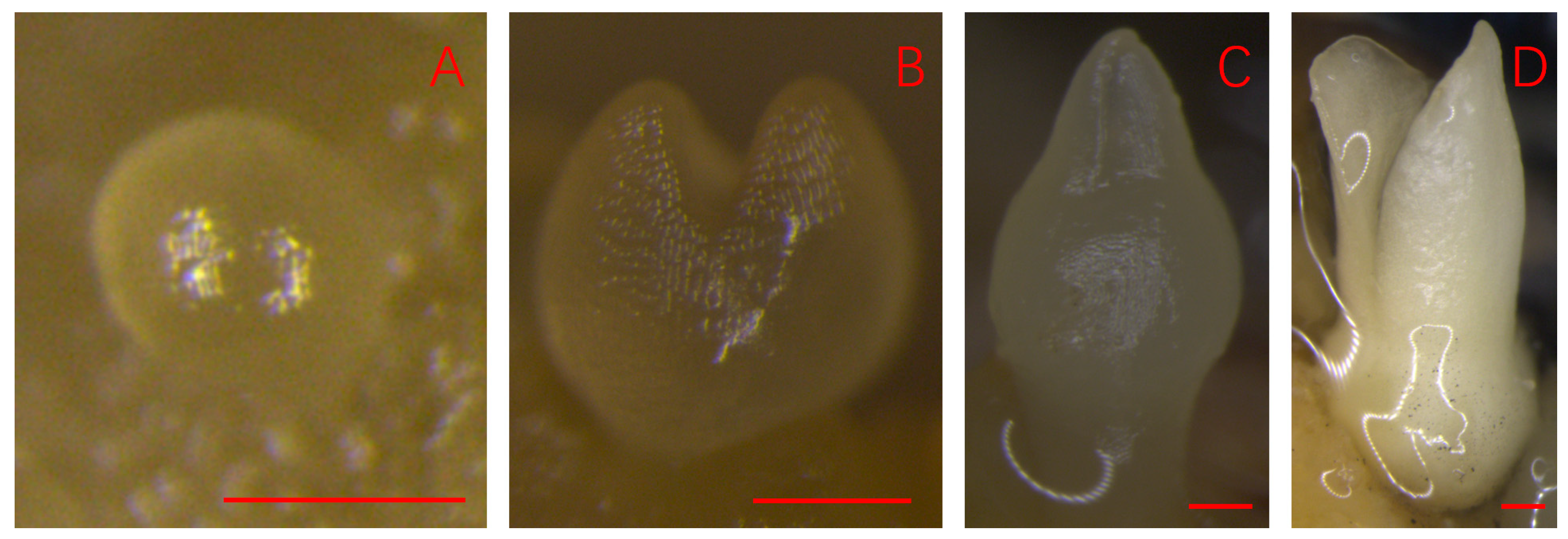 Plants 14 03274 g001 Plants 14 03274 g001