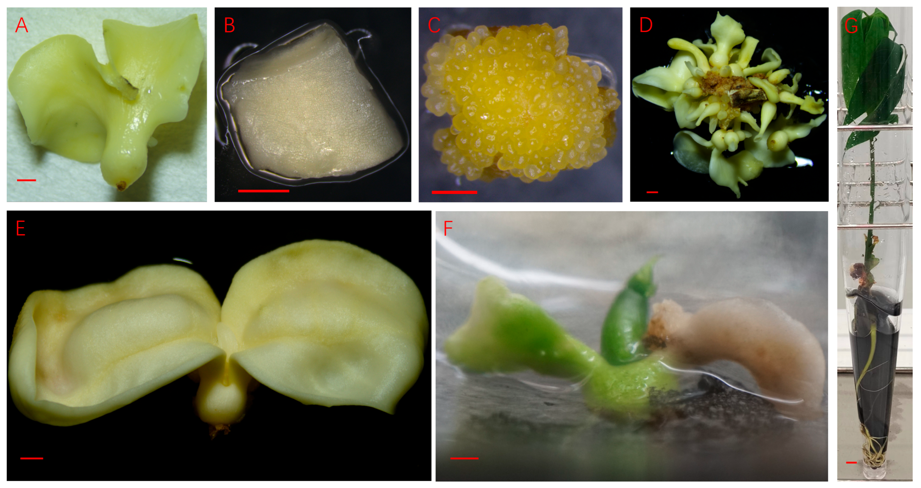 Plants 14 03274 g002 Plants 14 03274 g002