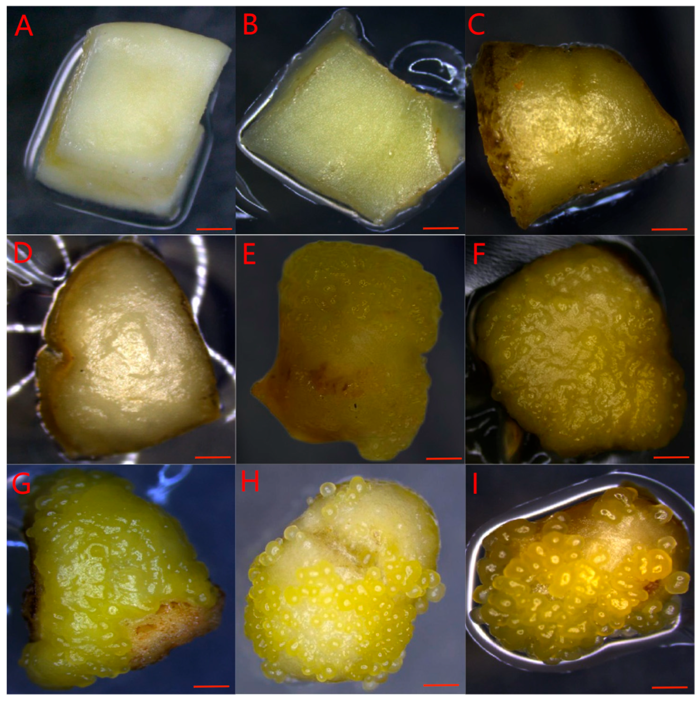 Plants 14 03274 g003 Plants 14 03274 g003