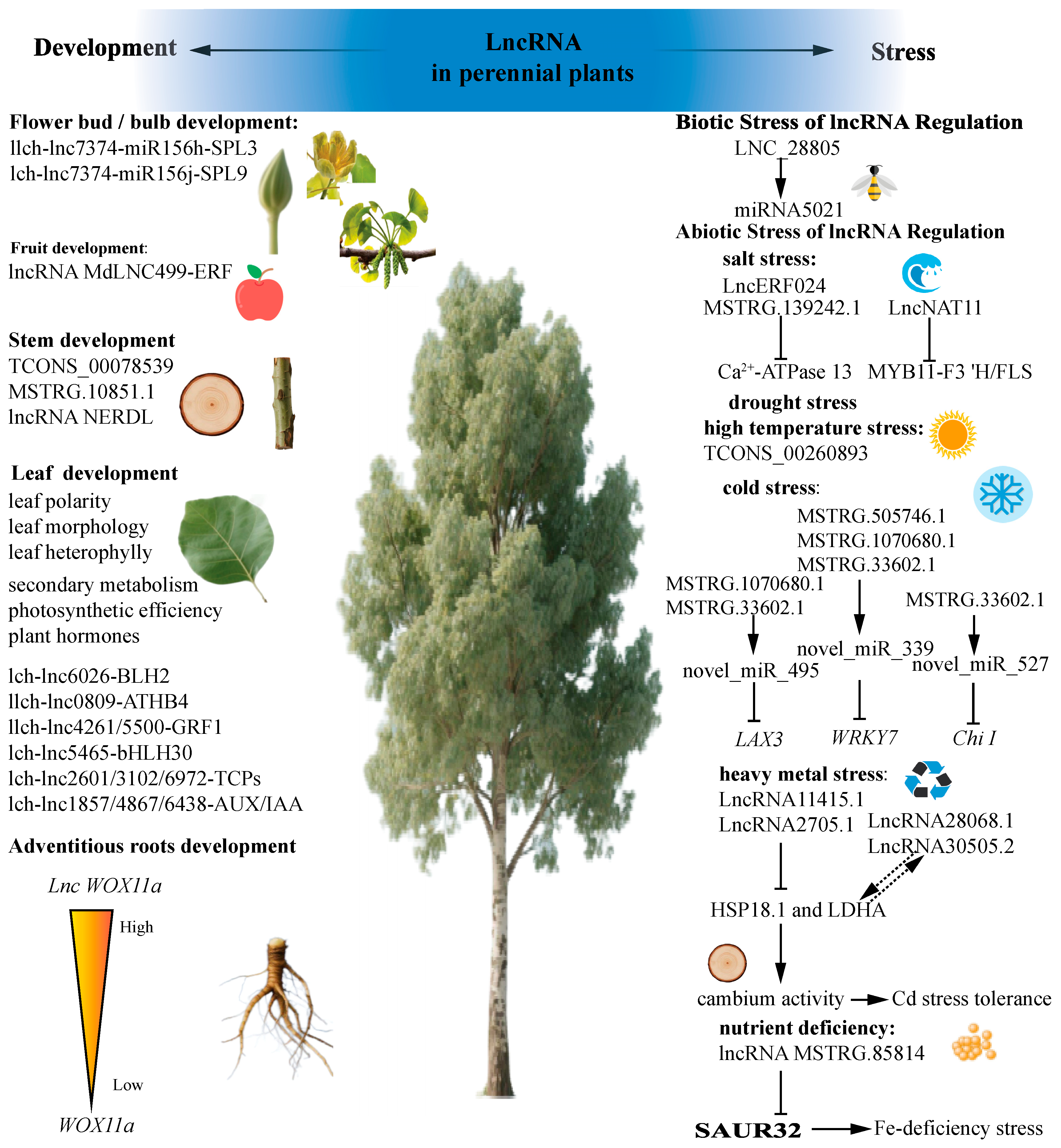 Plants 14 03280 g003