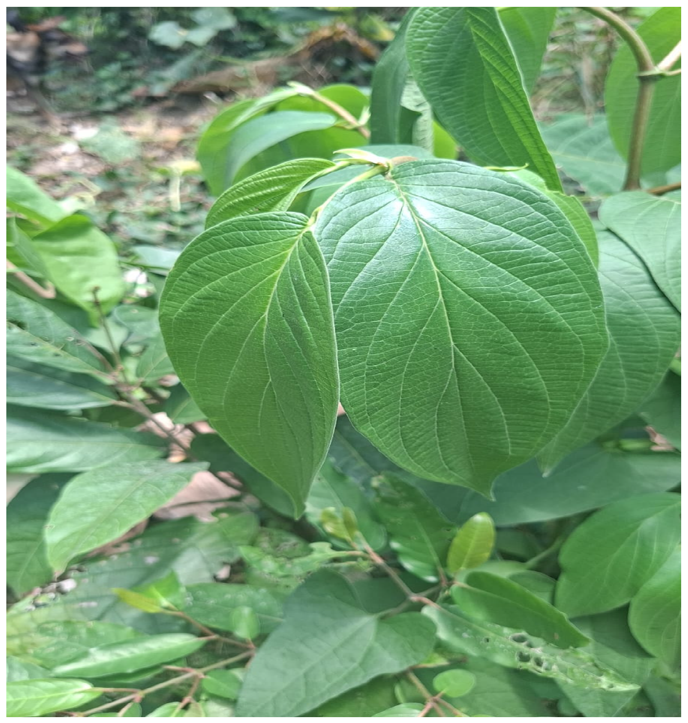 Plants 14 03287 g001