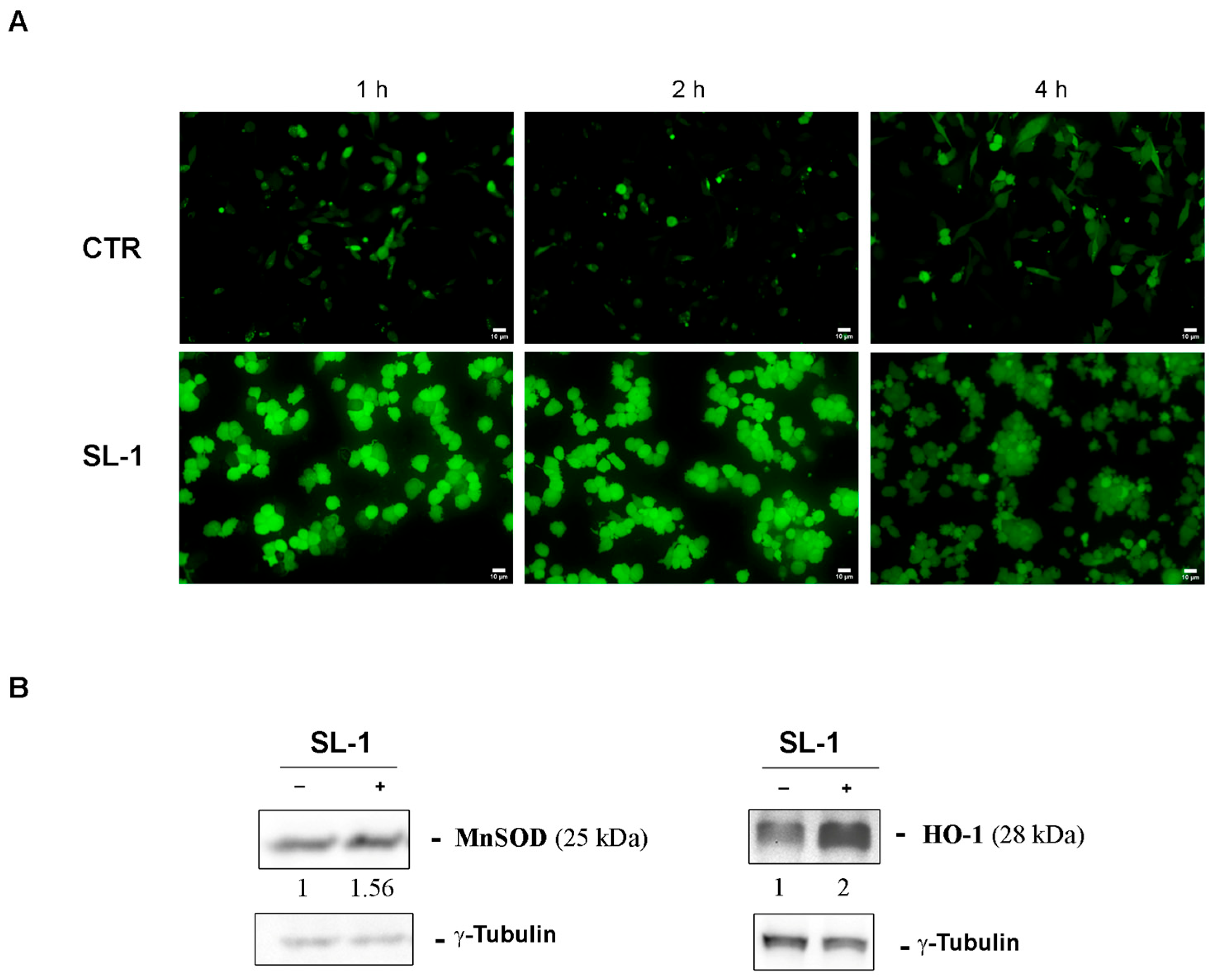 Plants 14 03289 g006
