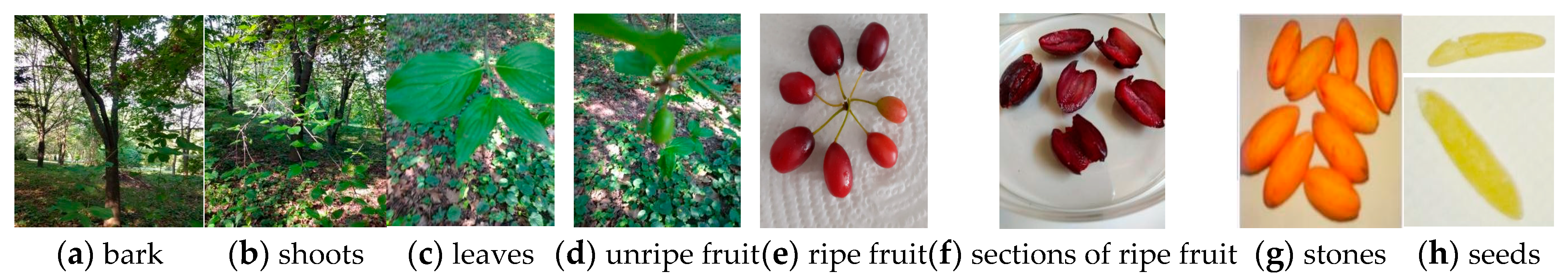 Plants 14 03298 g001 Plants 14 03298 g001