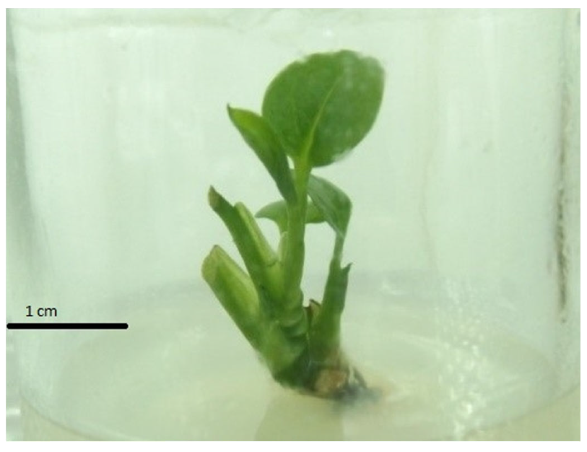 Plants 14 03299 g001