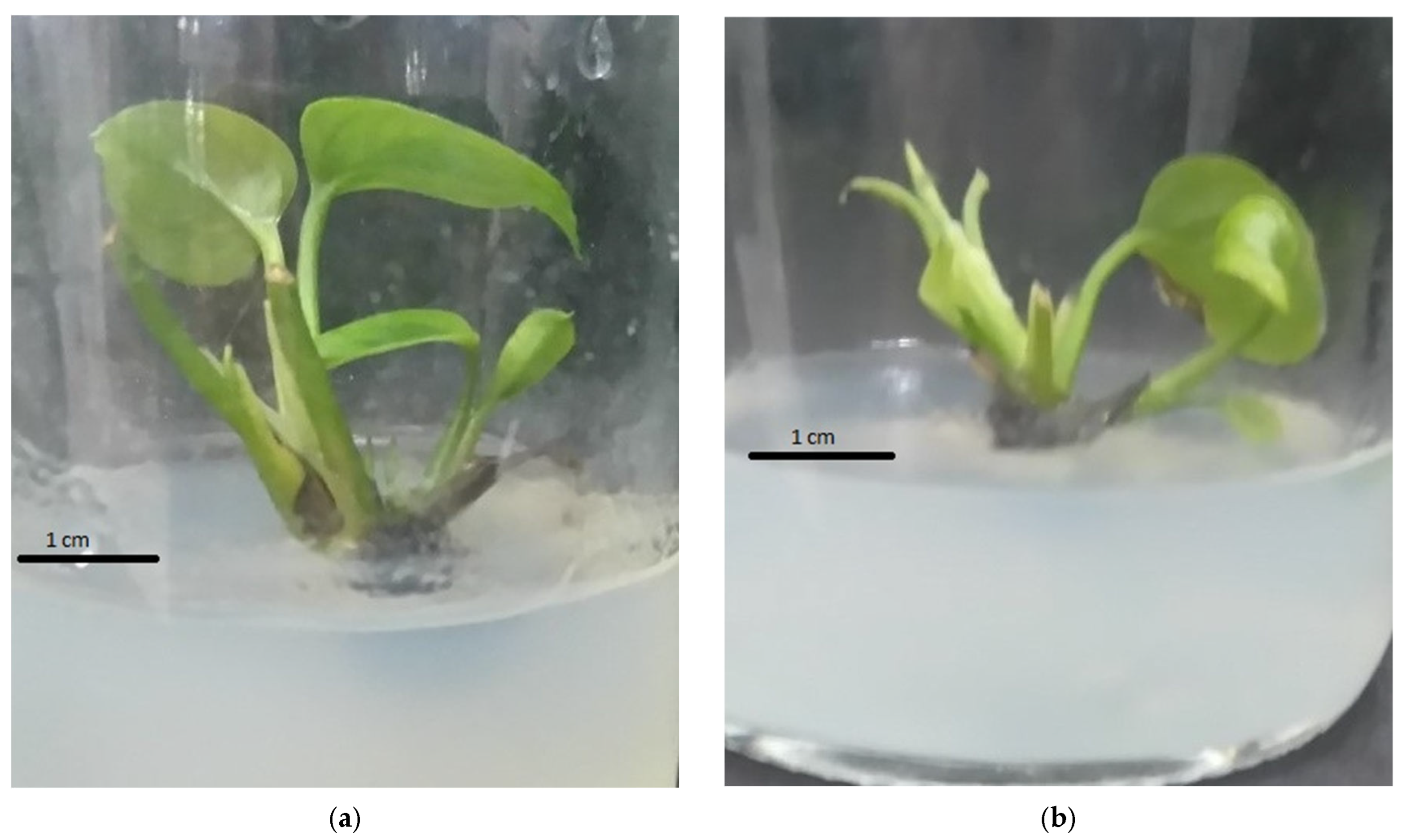 Plants 14 03299 g002a