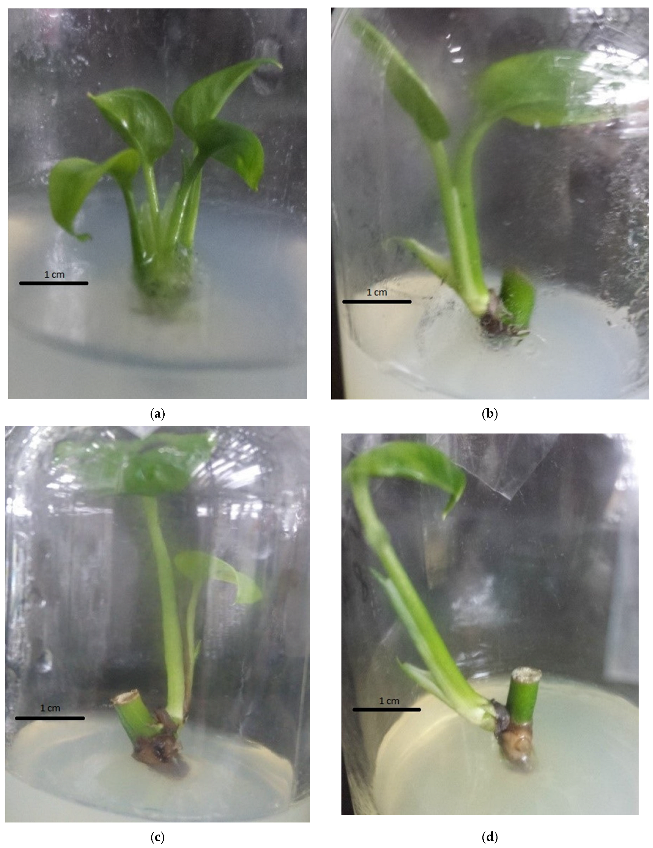 Plants 14 03299 g003a