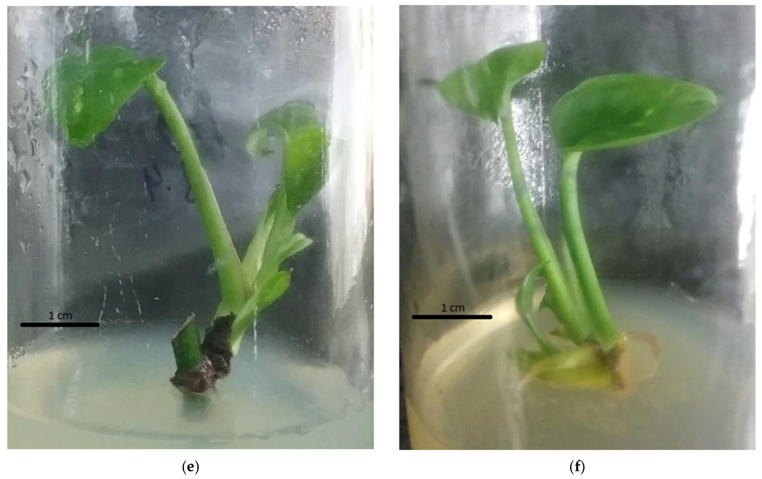 Plants 14 03299 g003b