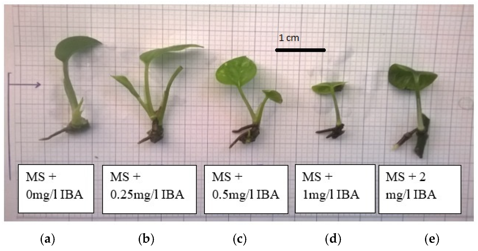 Plants 14 03299 g004