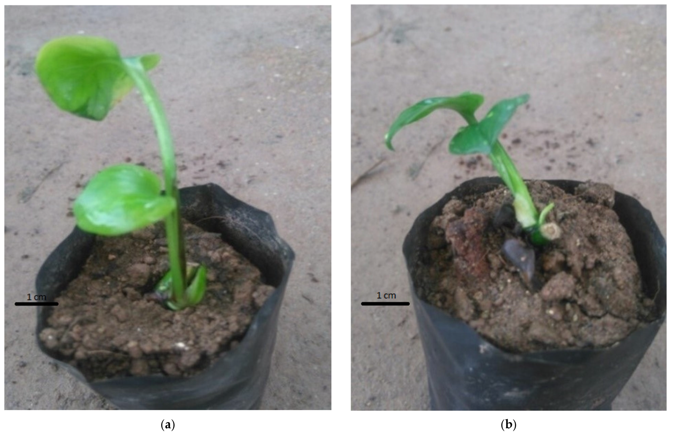 Plants 14 03299 g006a