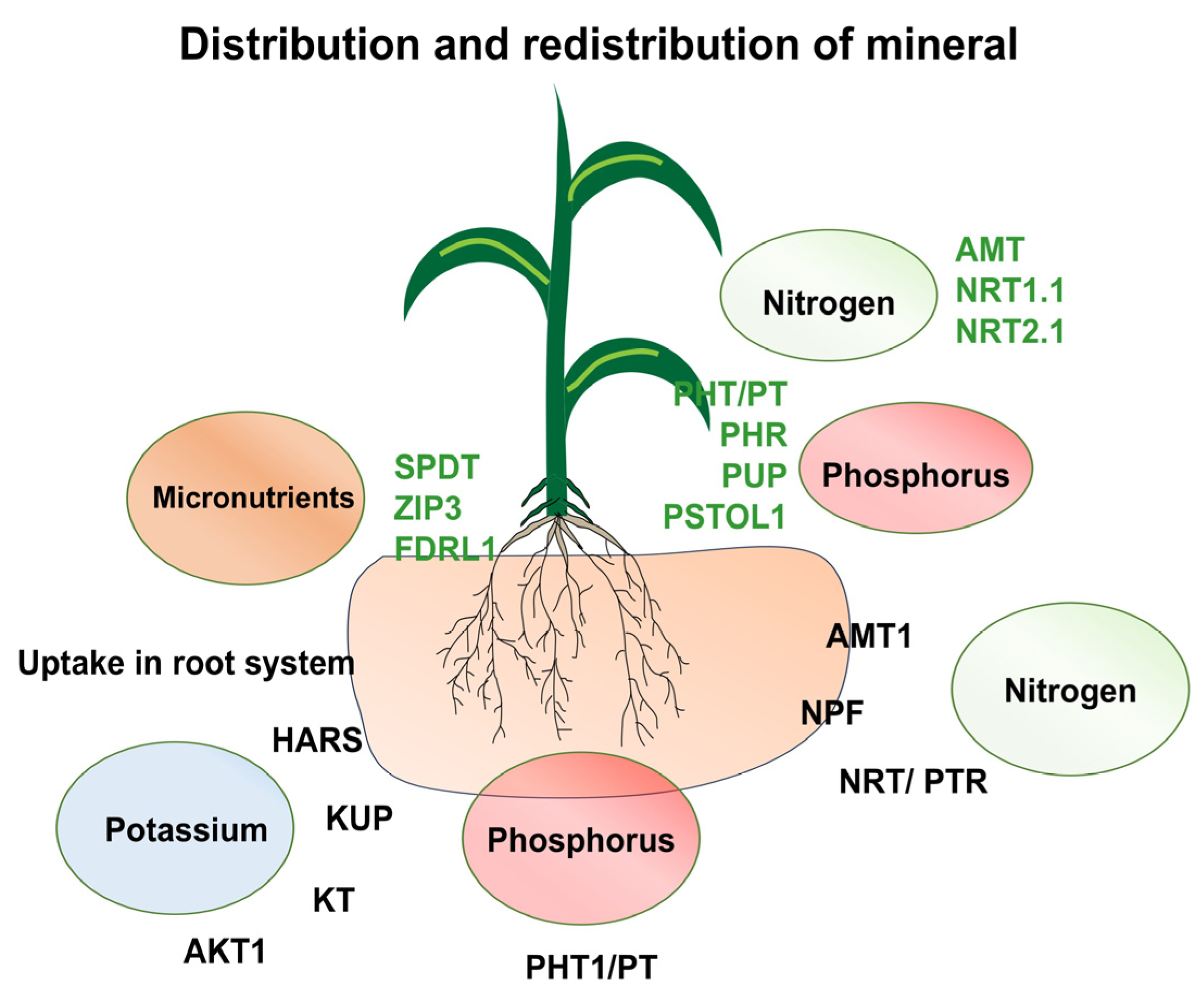 Plants 14 03303 g001 Plants 14 03303 g001