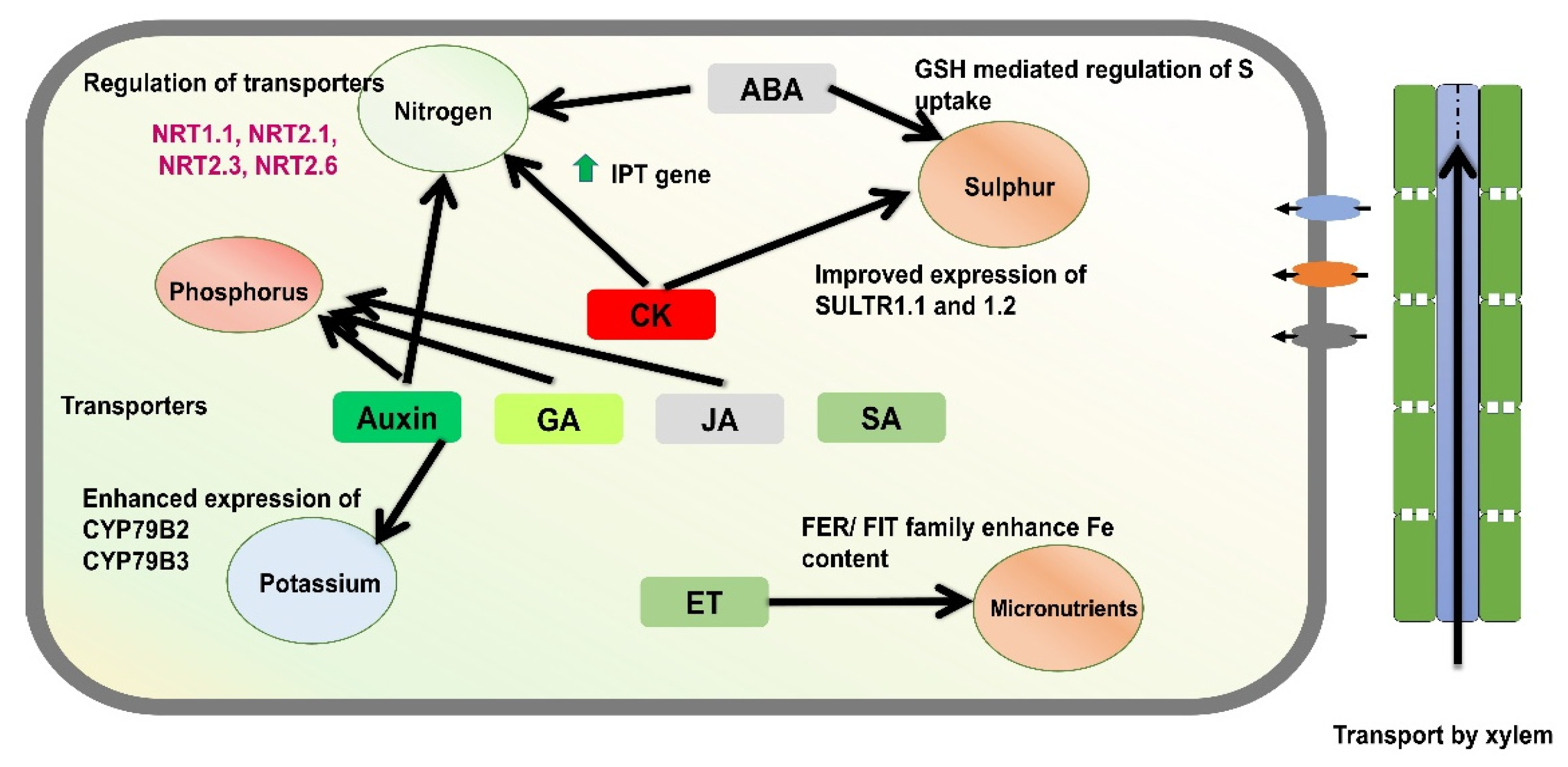 Plants 14 03303 g002 Plants 14 03303 g002