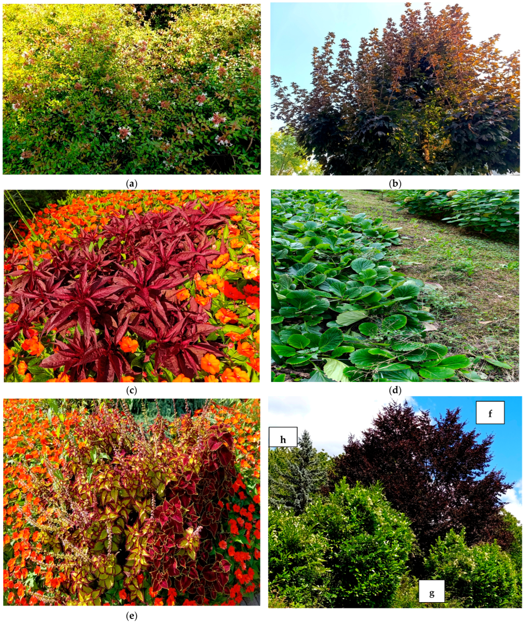 Plants 14 03306 g007a