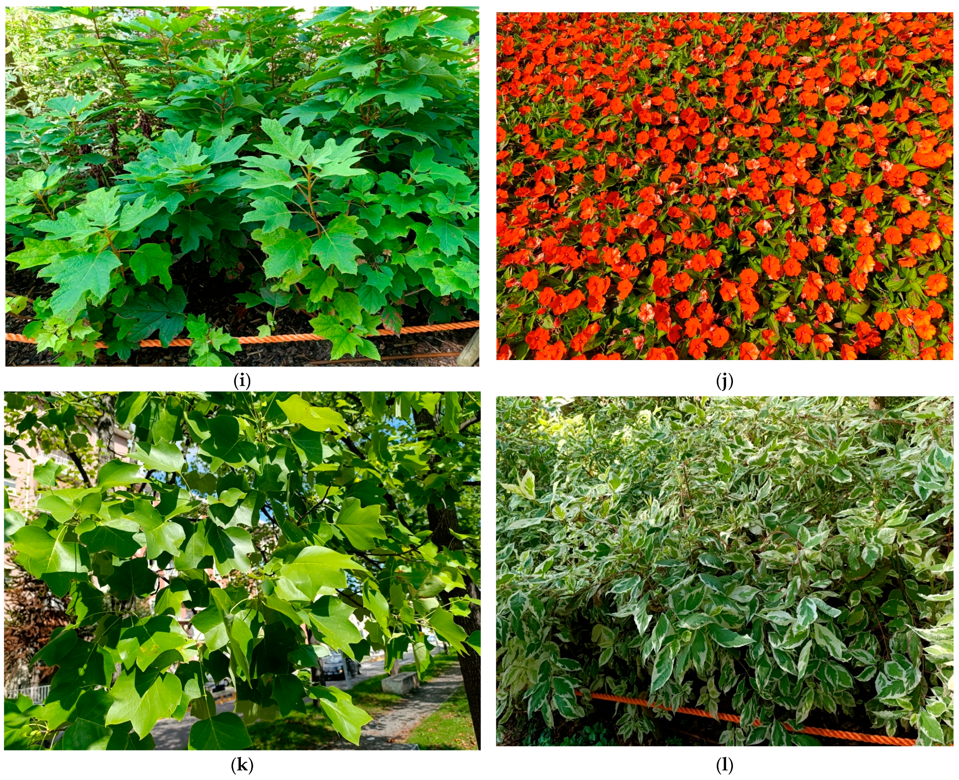 Plants 14 03306 g007b