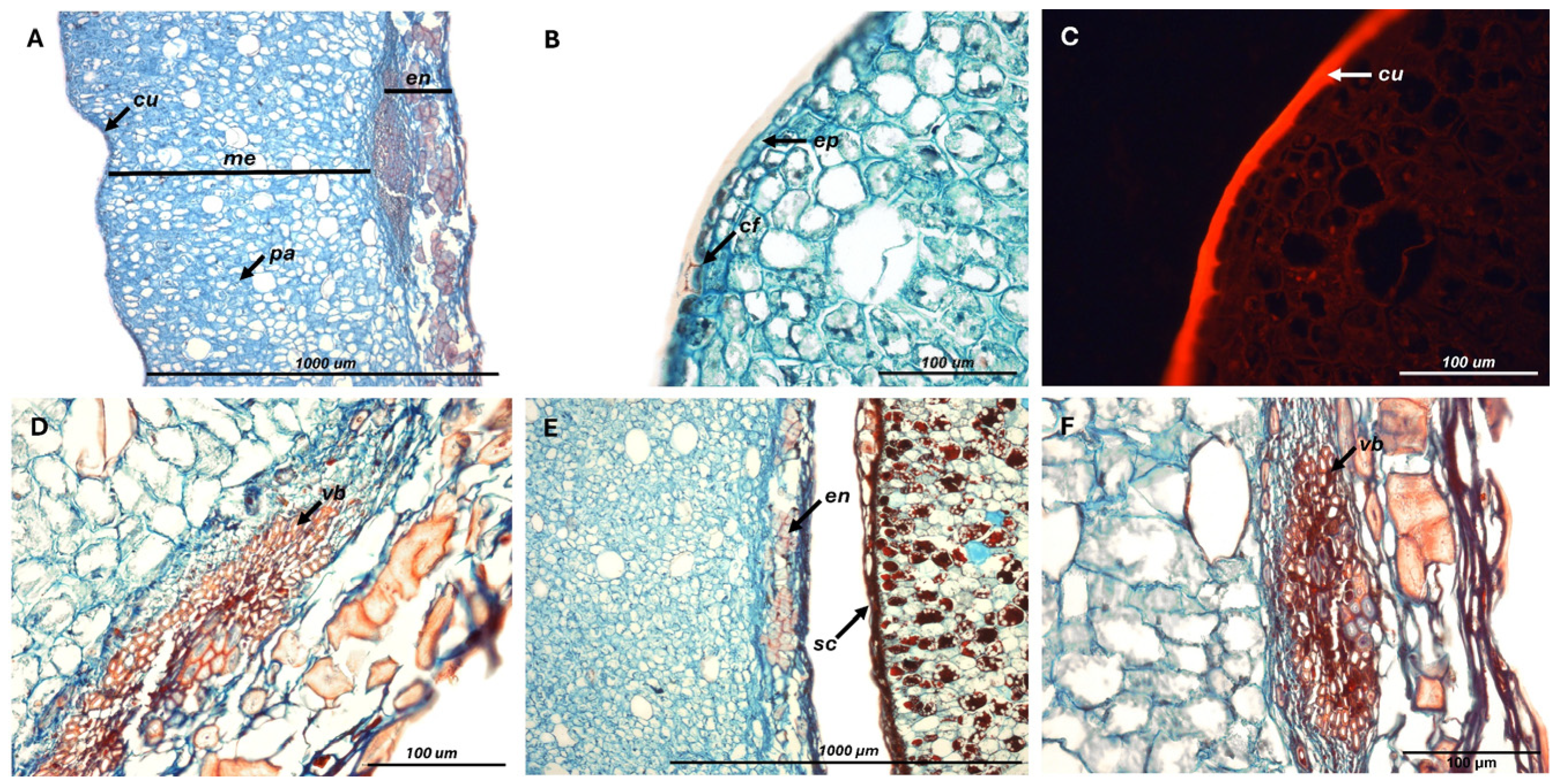 Plants 14 03307 g001