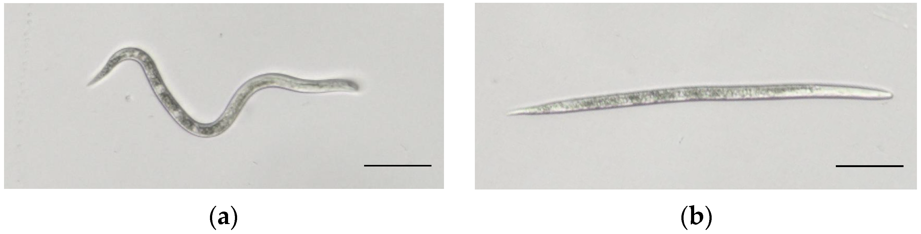 Plants 14 03310 g001 Plants 14 03310 g001