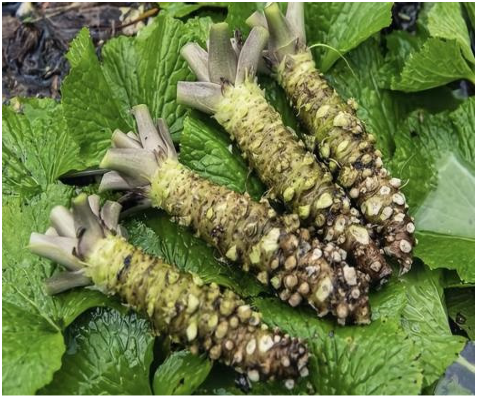 Plants 14 03310 g010 Plants 14 03310 g010