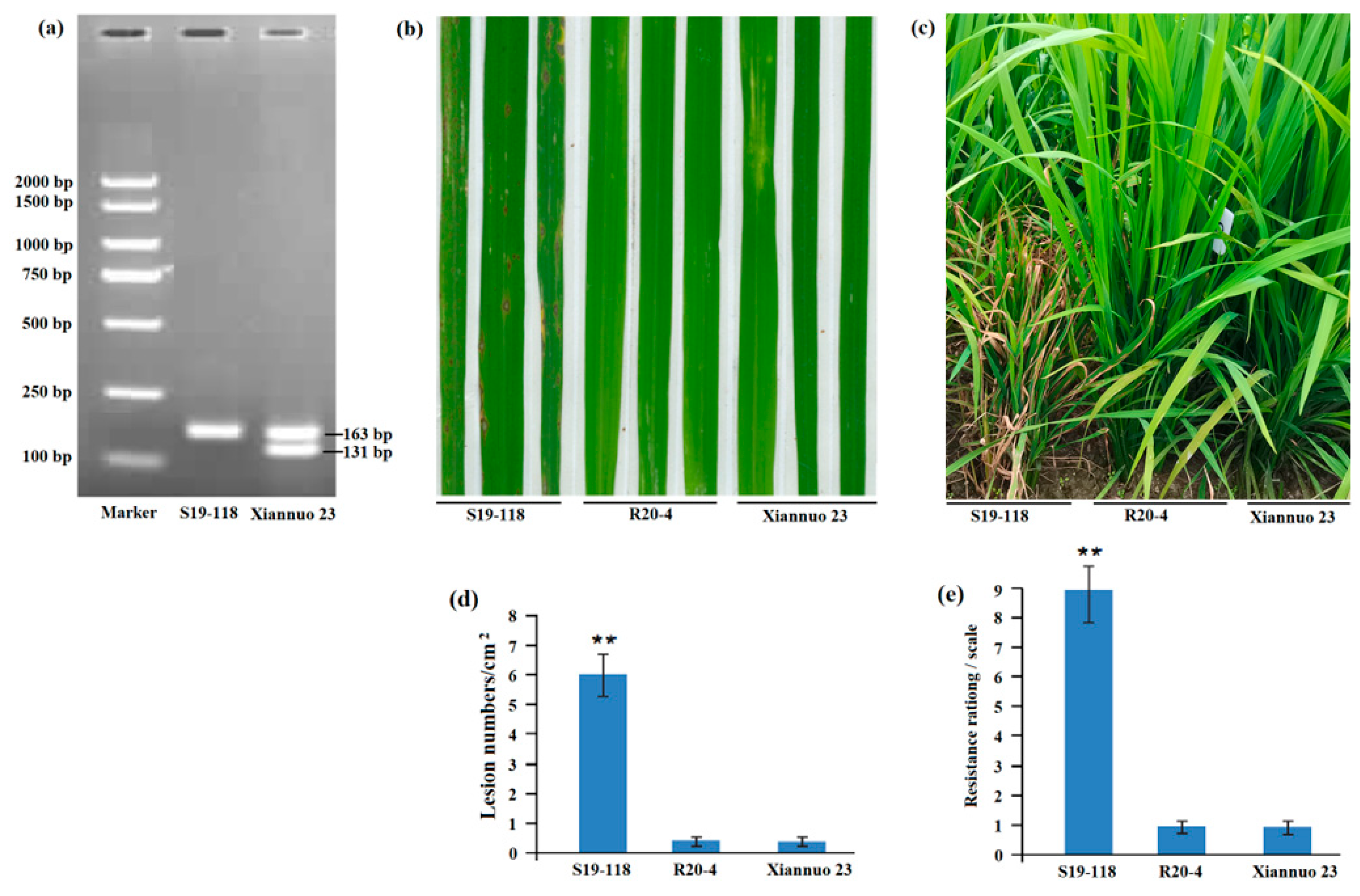 Plants 14 03313 g003