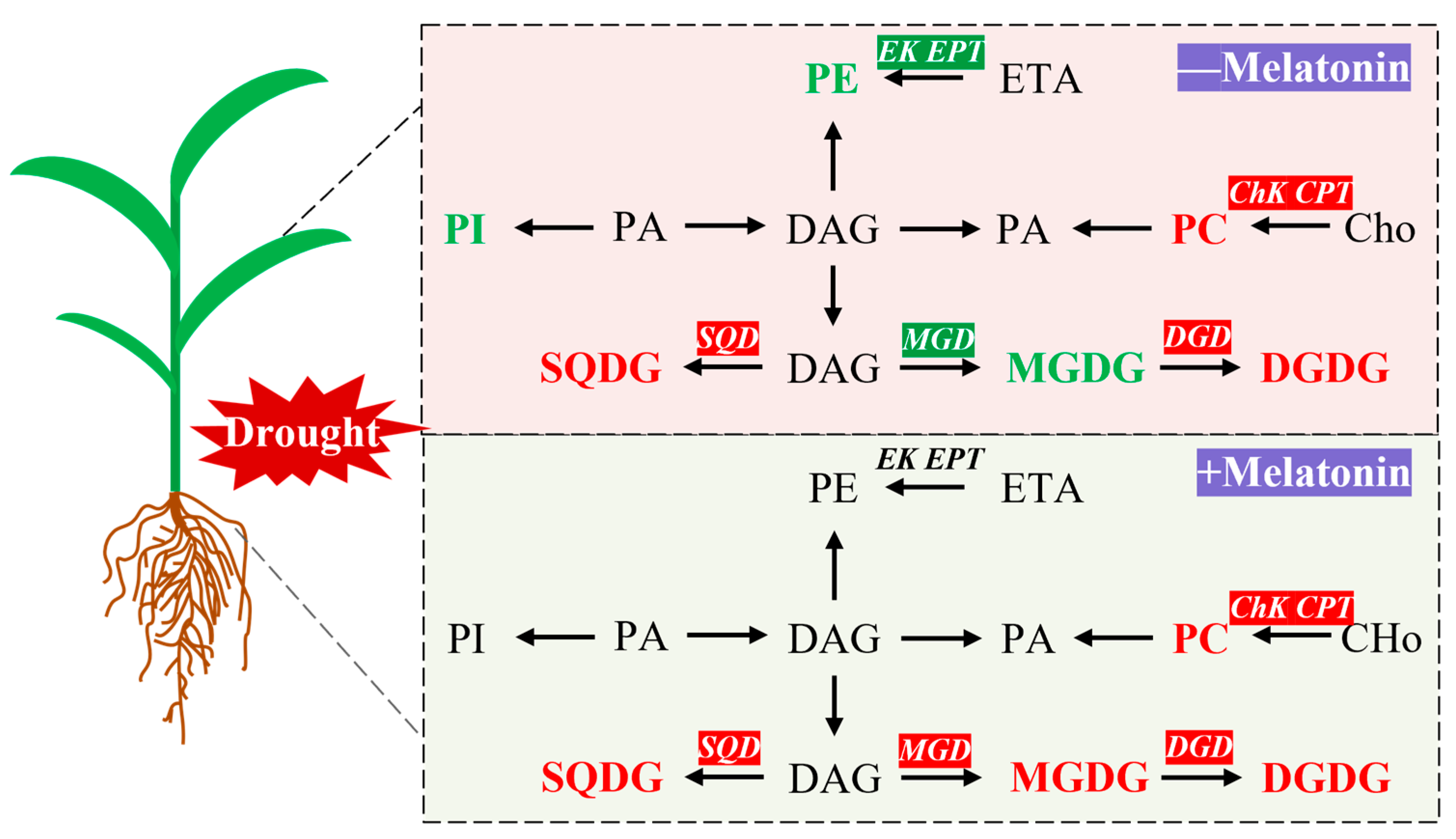 Plants 14 03314 g009