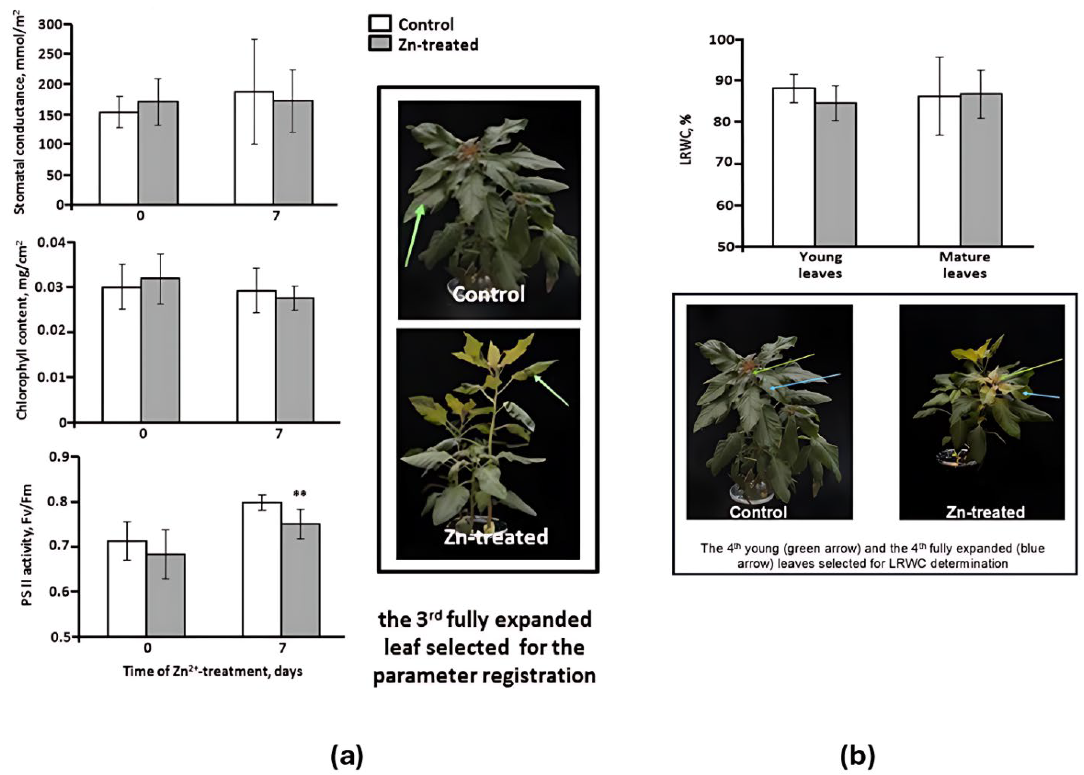 Plants 14 03315 g001