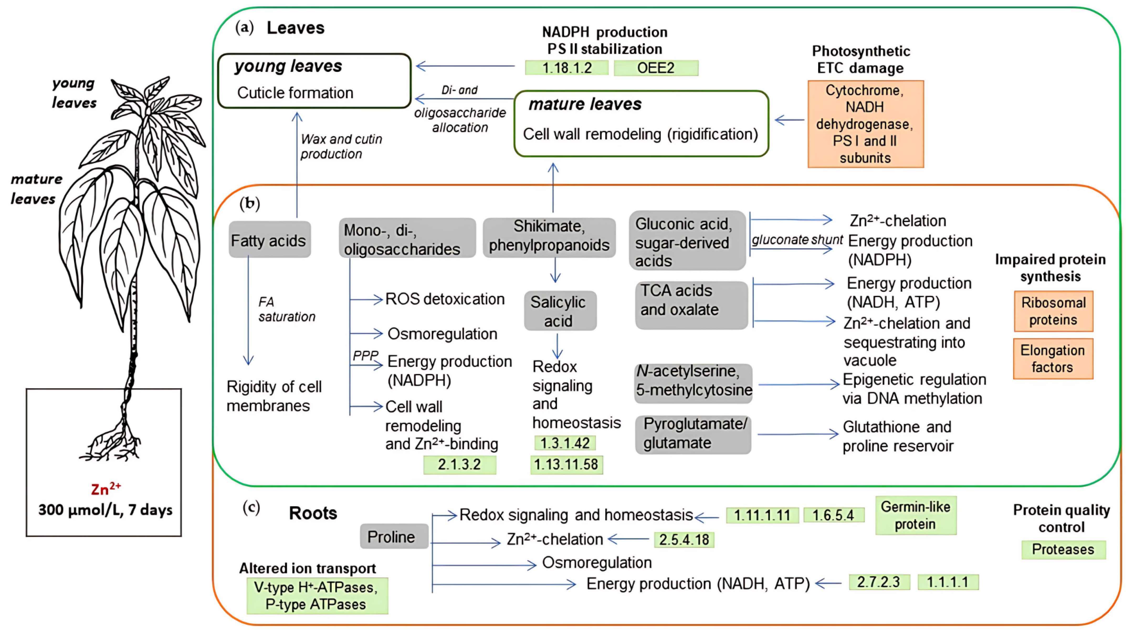 Plants 14 03315 g006