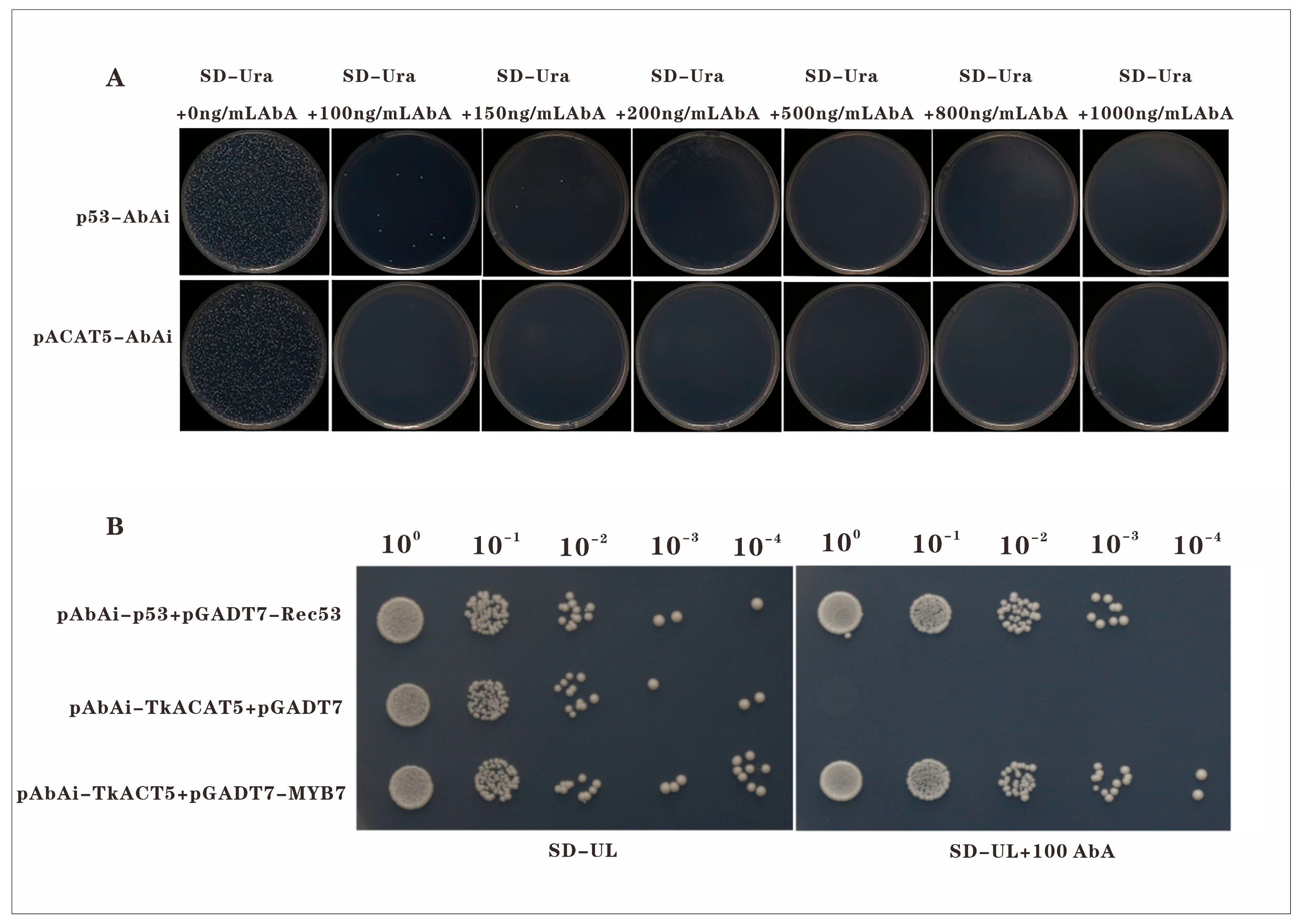 Plants 14 03323 g006