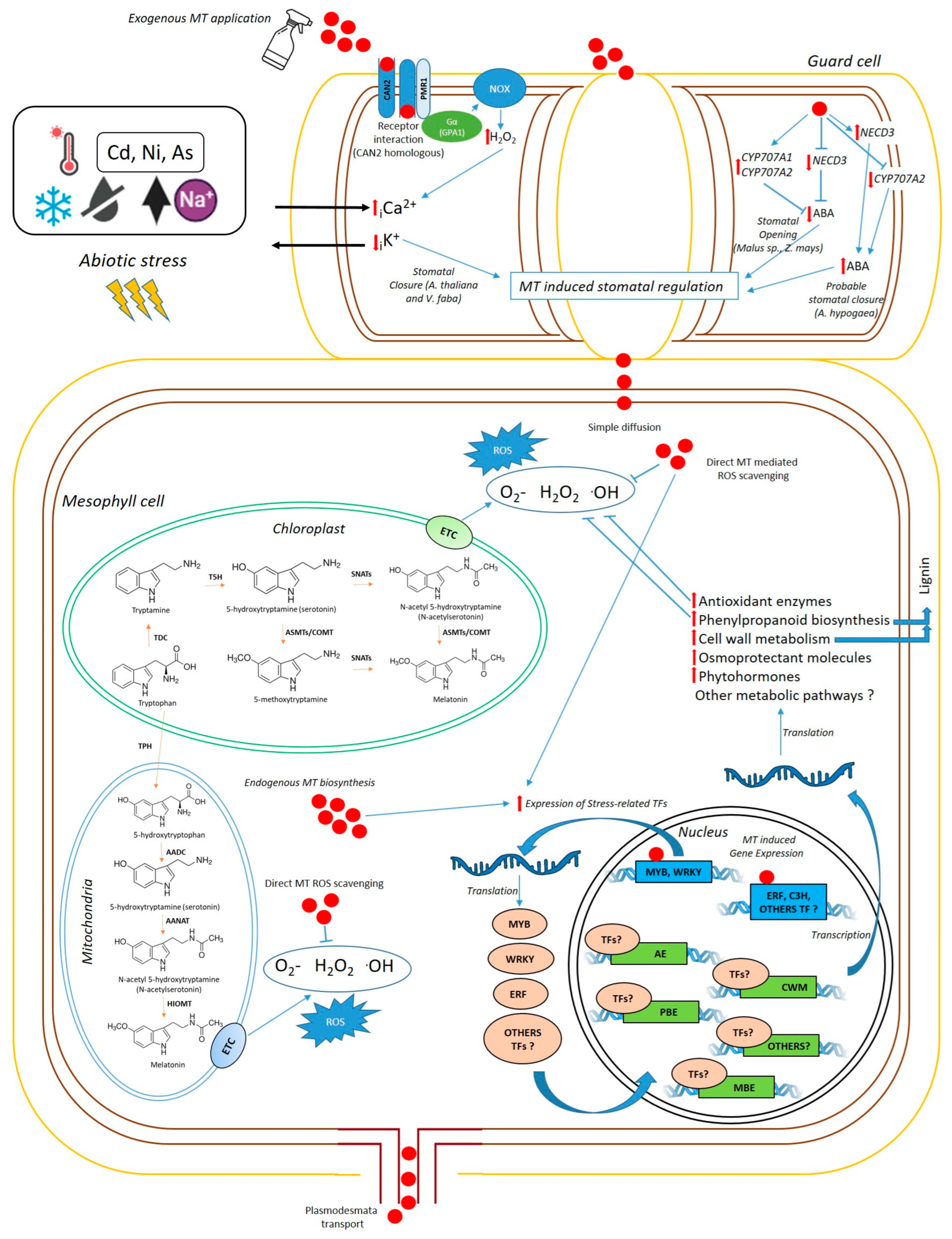 Plants 14 03324 g001