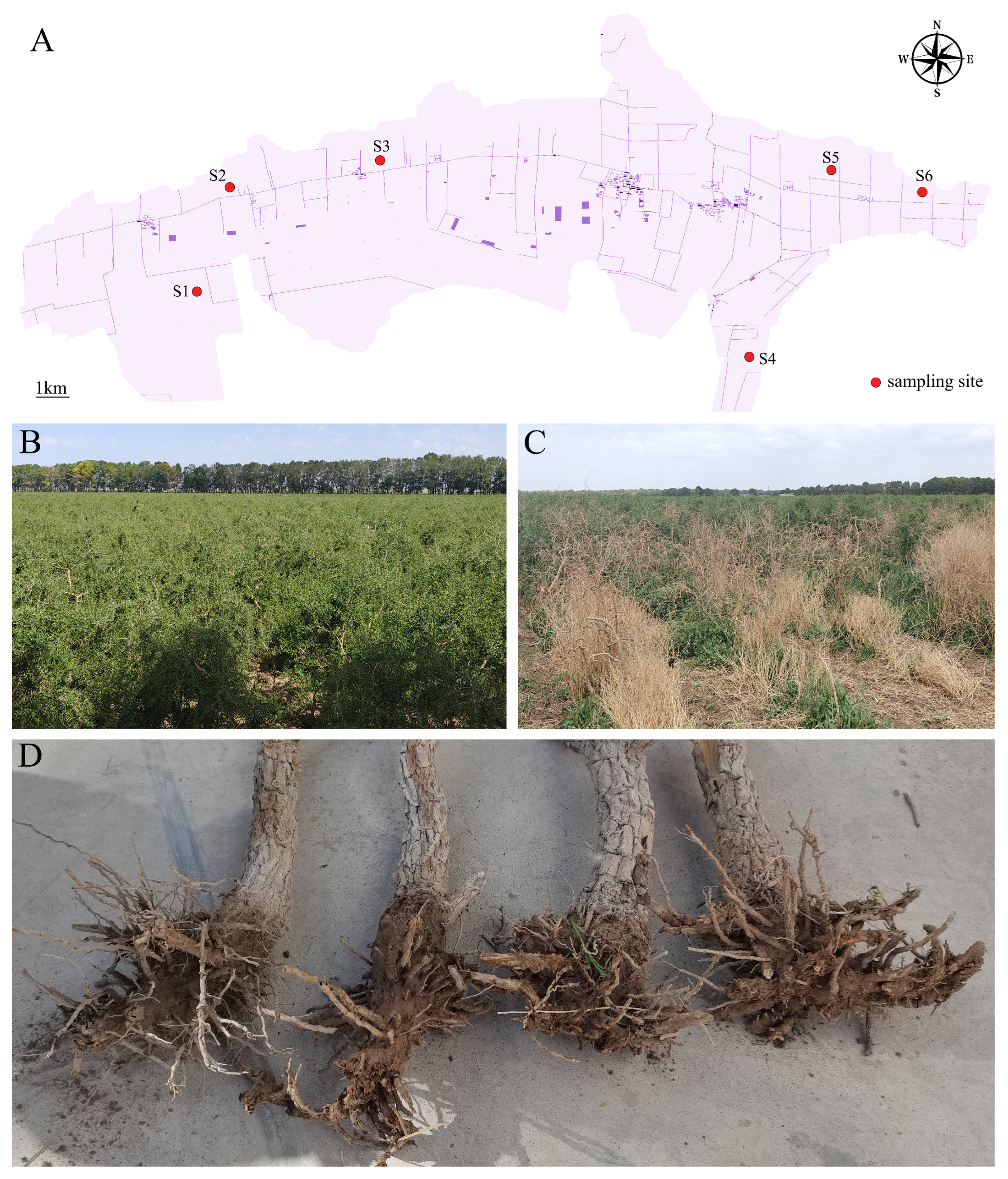 Plants 14 03325 g006