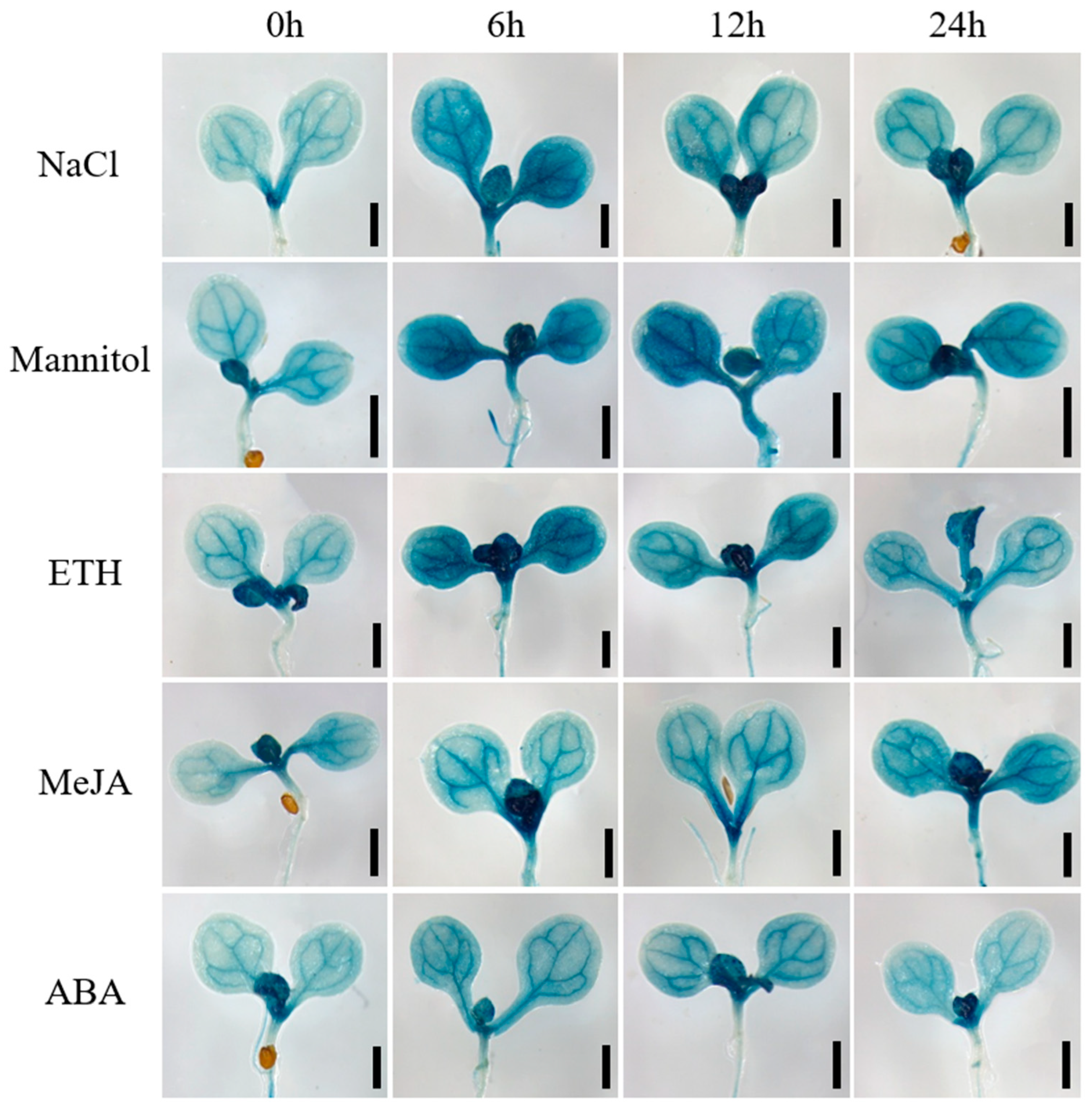 Plants 14 03326 g002 Plants 14 03326 g002