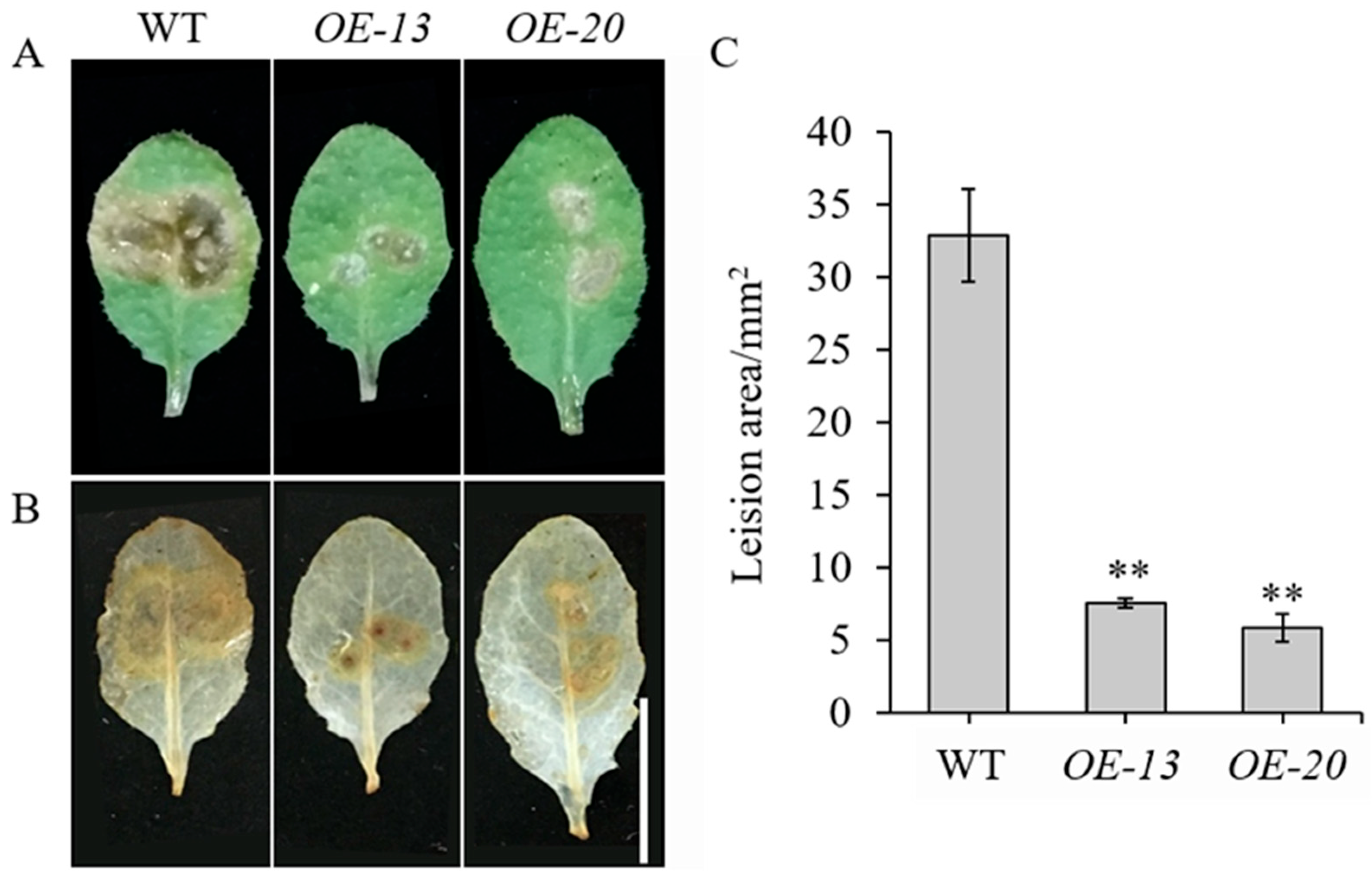 Plants 14 03326 g003 Plants 14 03326 g003