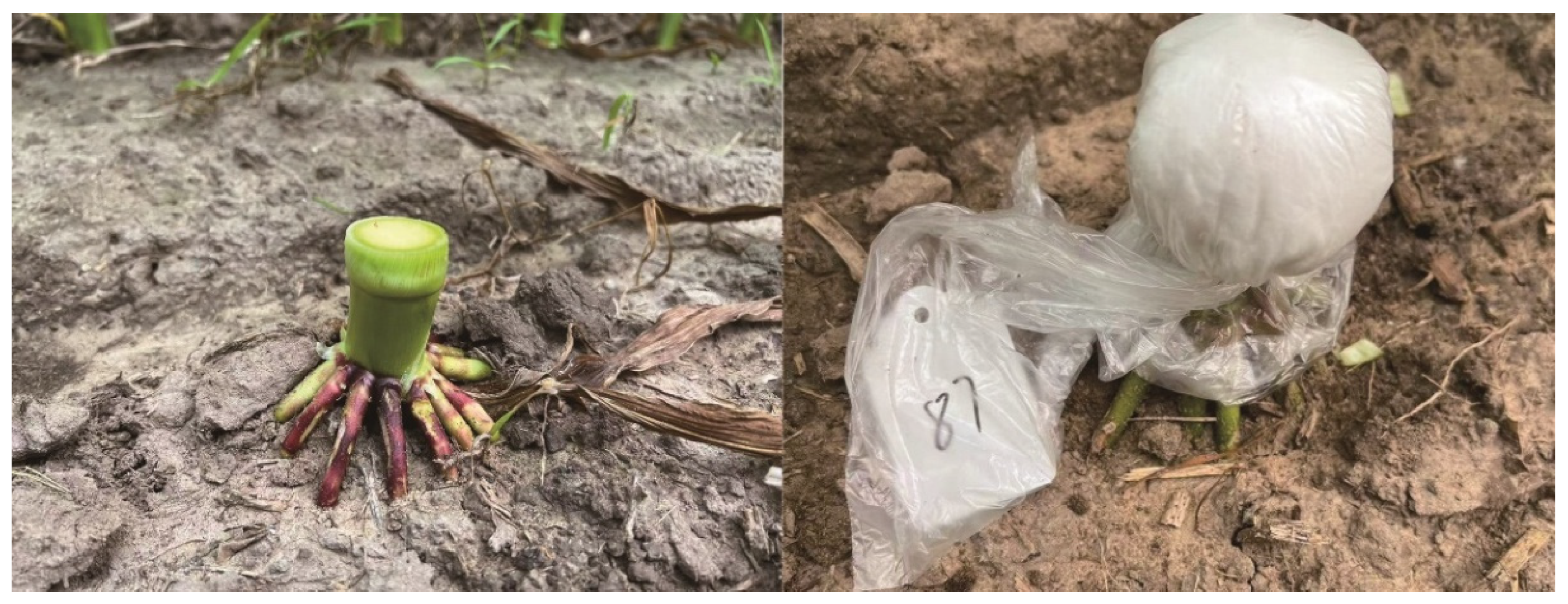 Plants 14 03331 g007